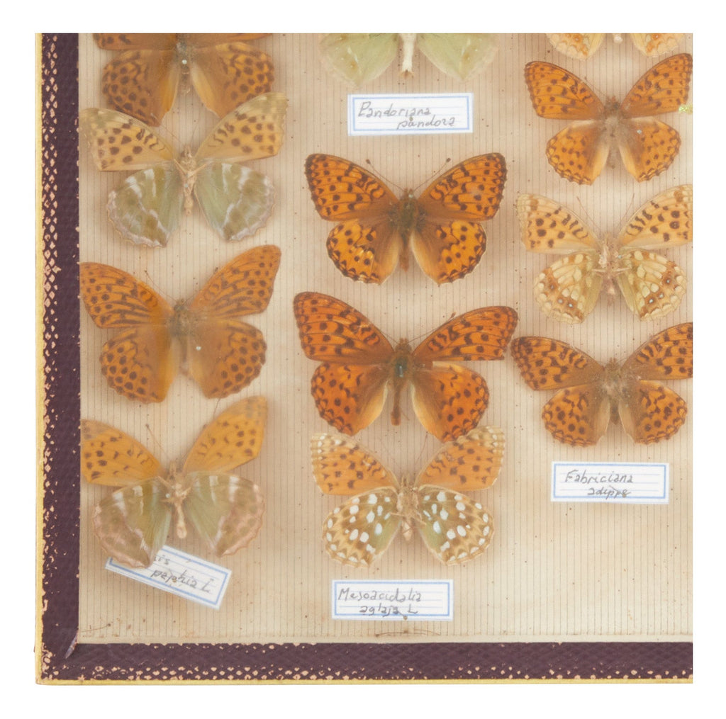 Jayson Home - Vintage Butterfly Speciman Collection III