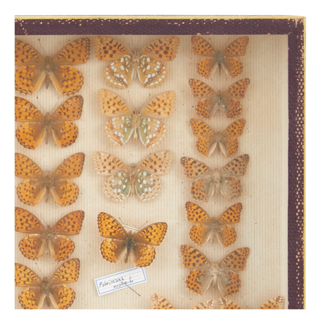 Jayson Home - Vintage Butterfly Speciman Collection III