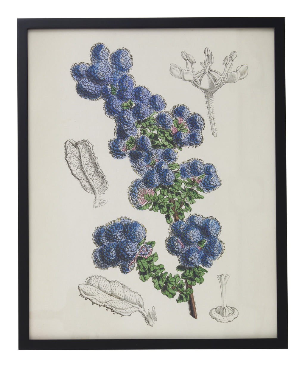 Jayson Home - Vintage Ceanothus Floribundus Botanical Print