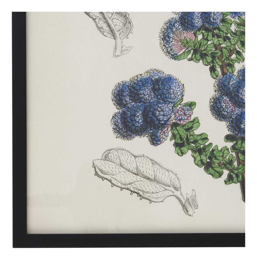 Jayson Home - Vintage Ceanothus Floribundus Botanical Print