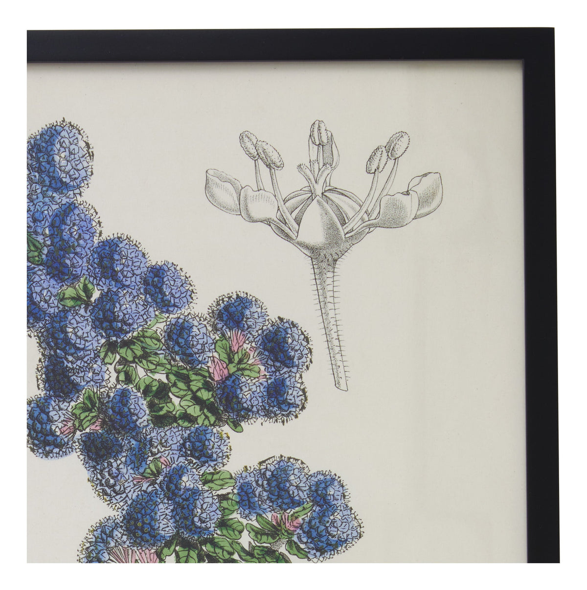 Jayson Home - Vintage Ceanothus Floribundus Botanical Print
