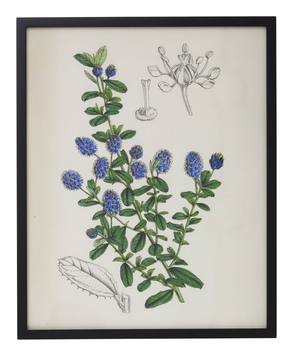 Jayson Home - Vintage Ceanothus x Lobbianus Botanical Print