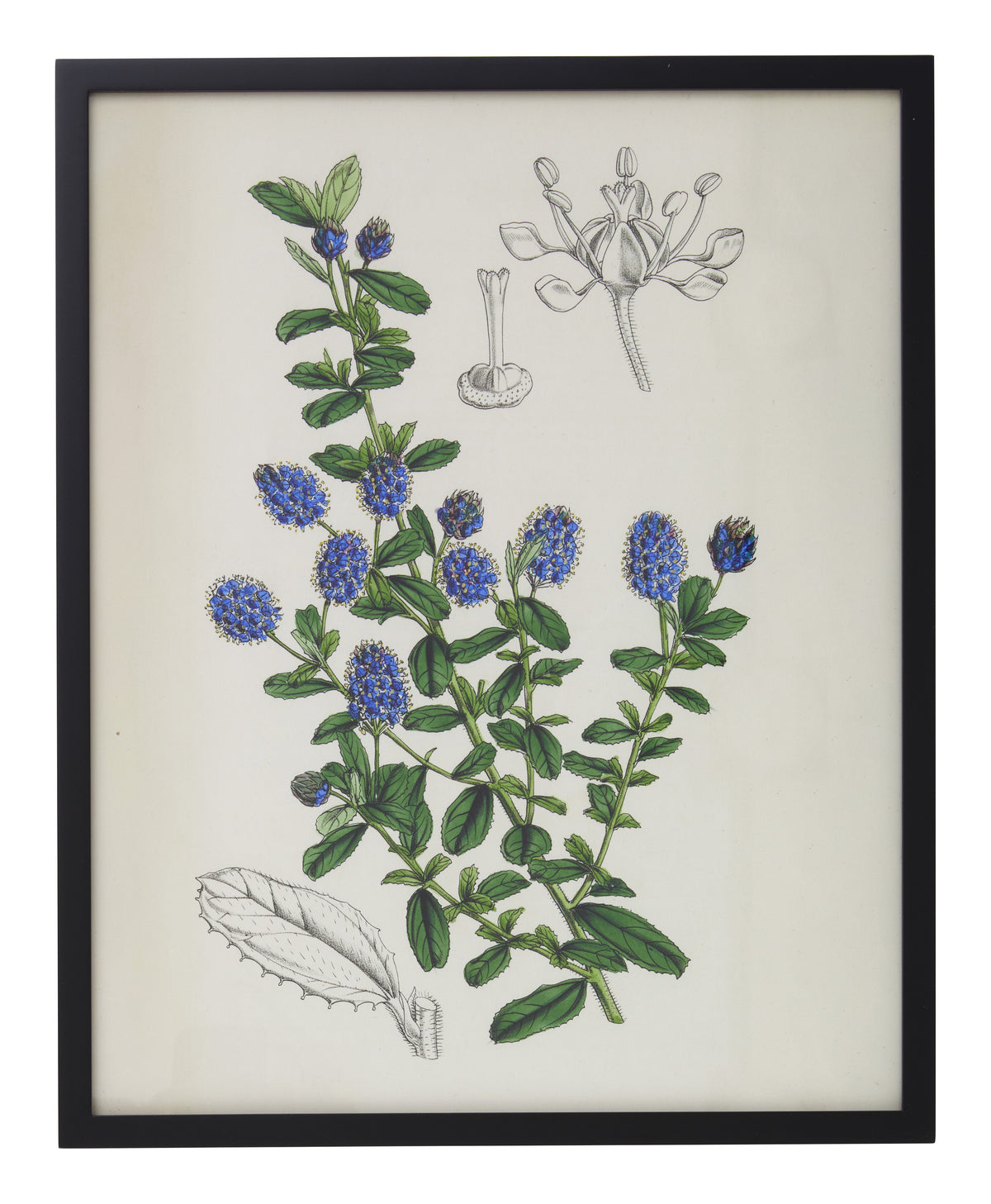 Jayson Home - Vintage Ceanothus x Lobbianus Botanical Print