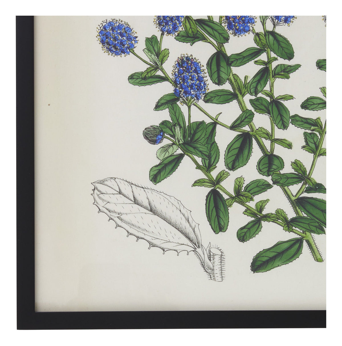 Jayson Home - Vintage Ceanothus x Lobbianus Botanical Print