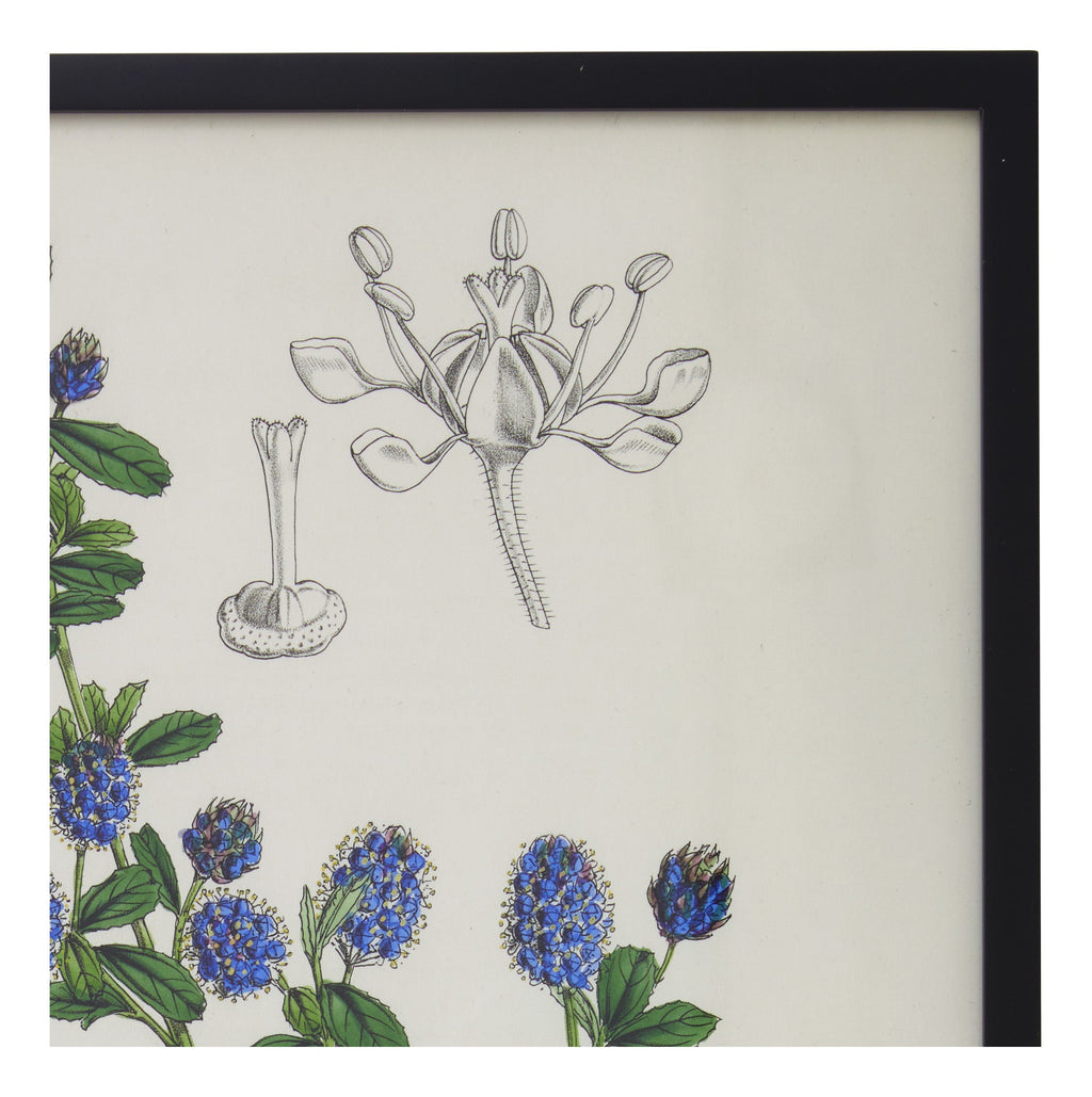 Jayson Home - Vintage Ceanothus x Lobbianus Botanical Print