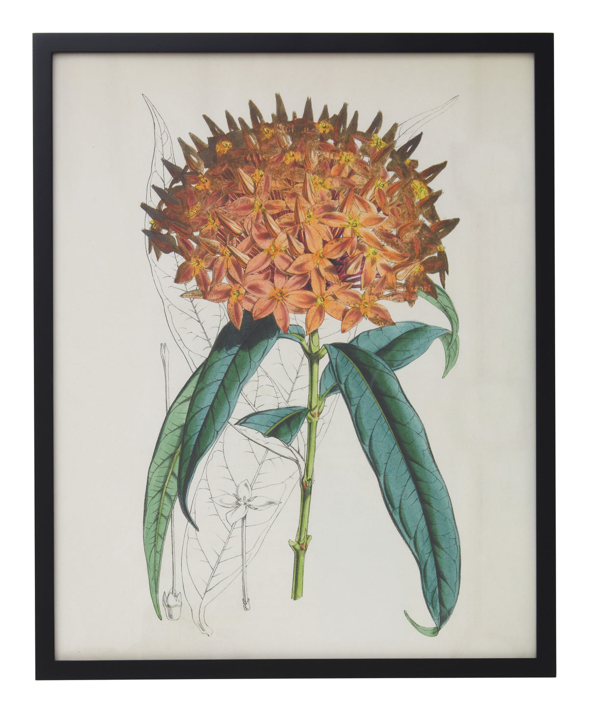 Jayson Home - Vintage Ixora Salicifolia Botanical Print