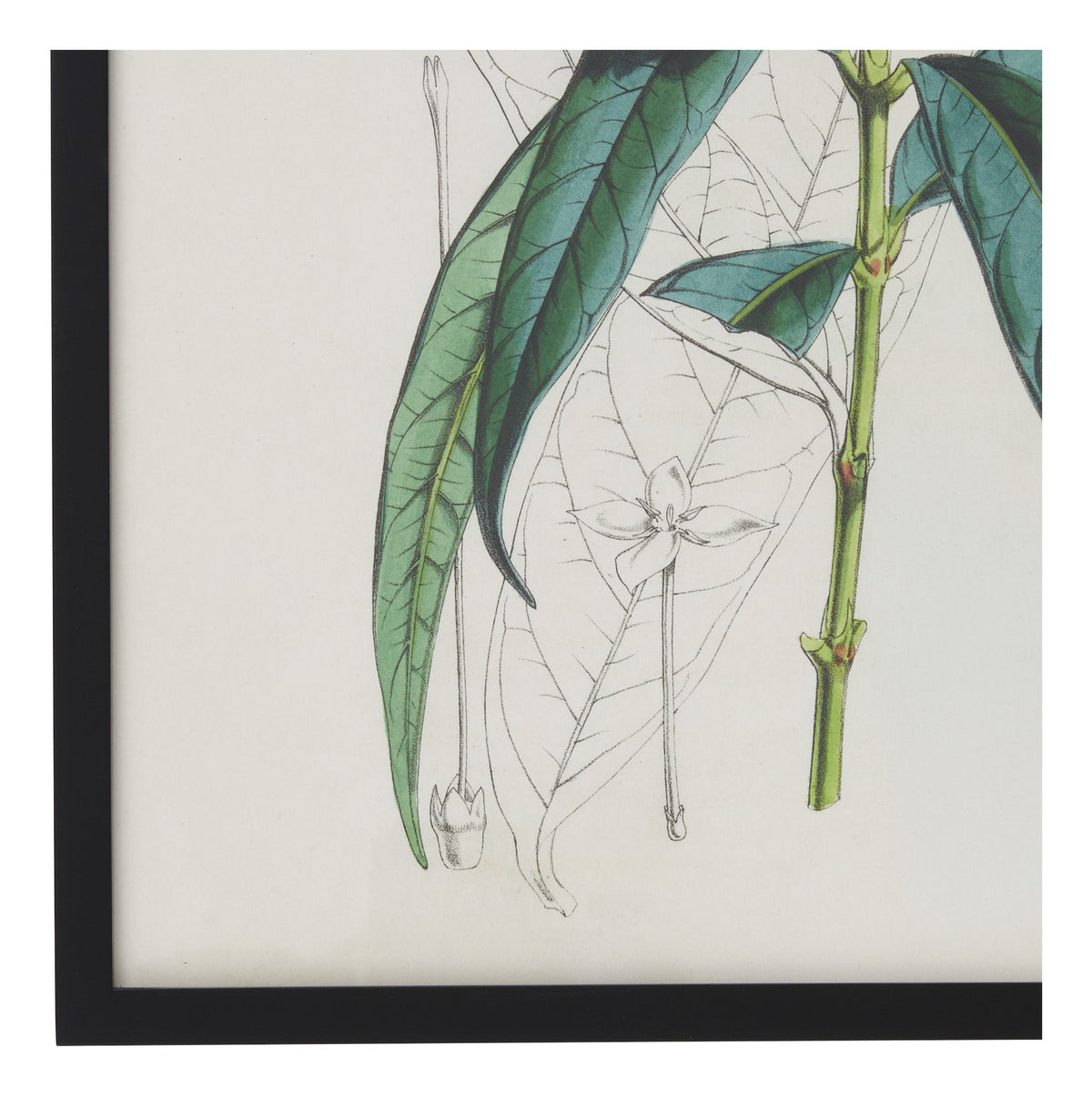 Jayson Home - Vintage Ixora Salicifolia Botanical Print
