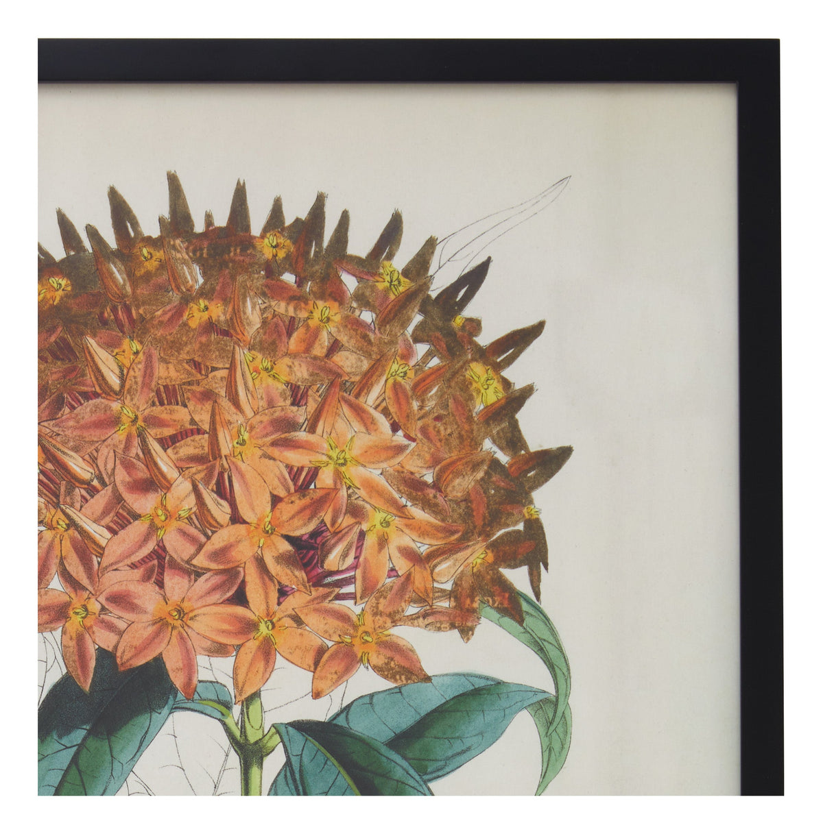 Jayson Home - Vintage Ixora Salicifolia Botanical Print