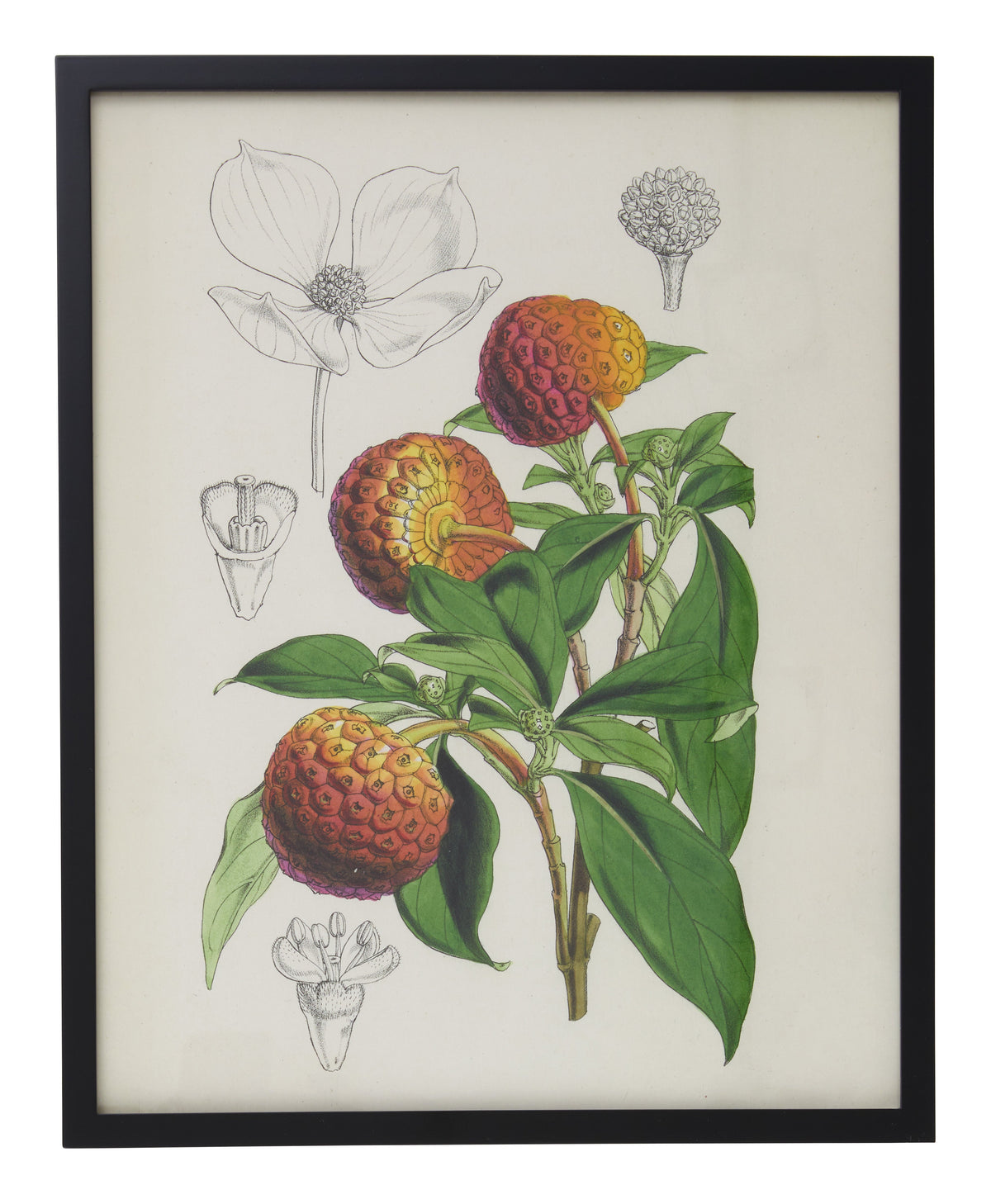 Jayson Home - Vintage Benthamia Fragifera Botanical Print