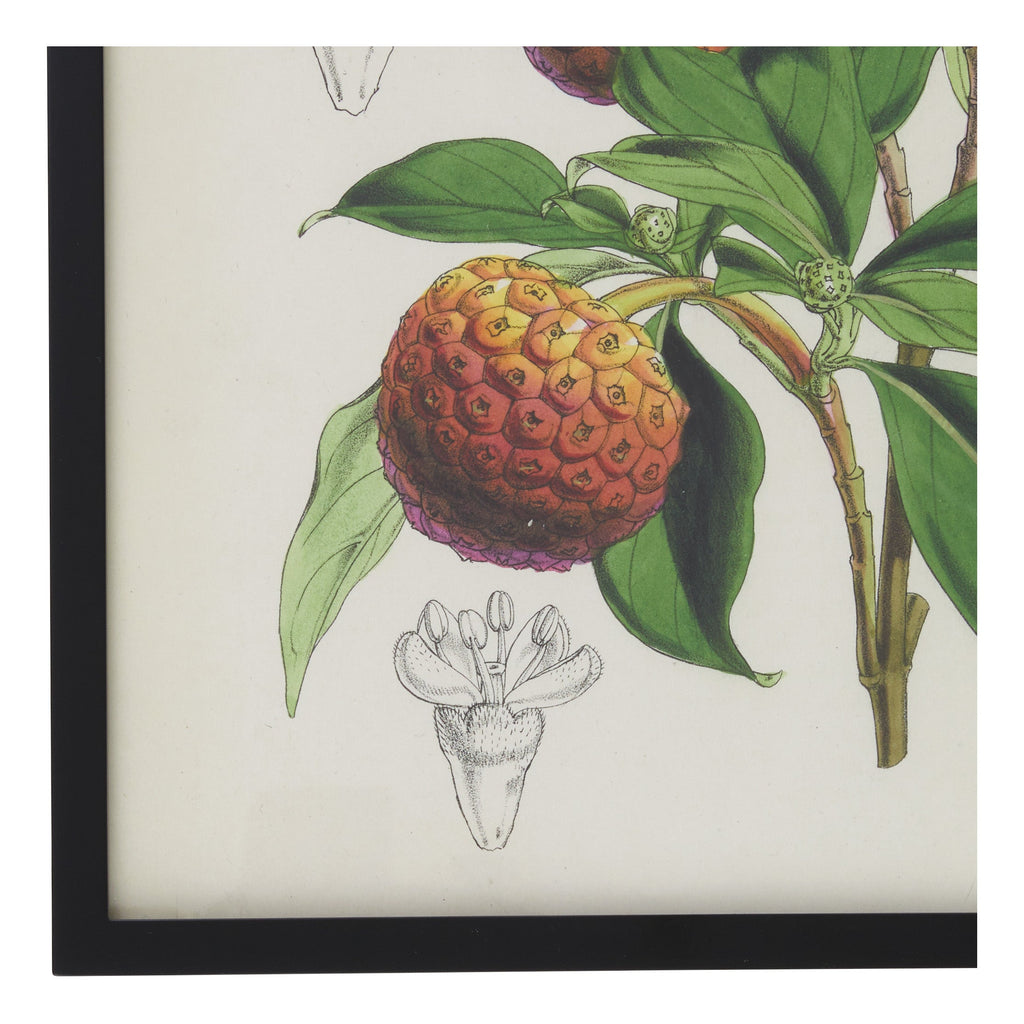 Jayson Home - Vintage Benthamia Fragifera Botanical Print