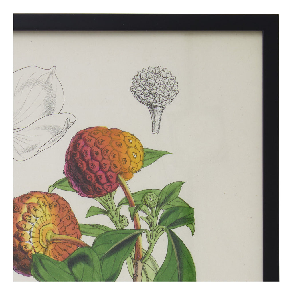 Jayson Home - Vintage Benthamia Fragifera Botanical Print