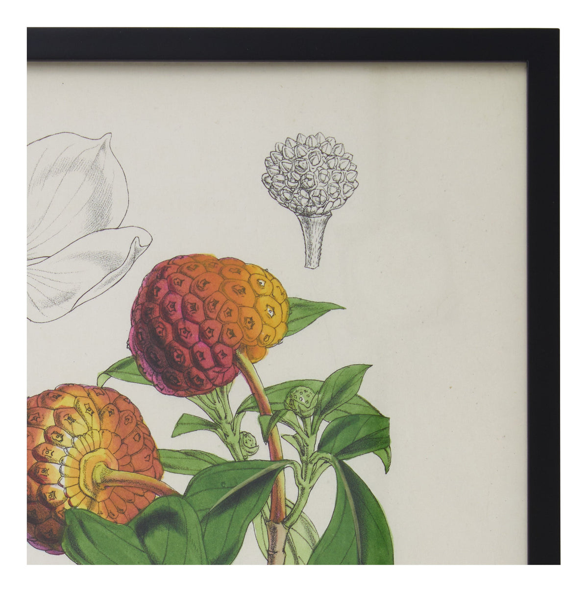 Jayson Home - Vintage Benthamia Fragifera Botanical Print