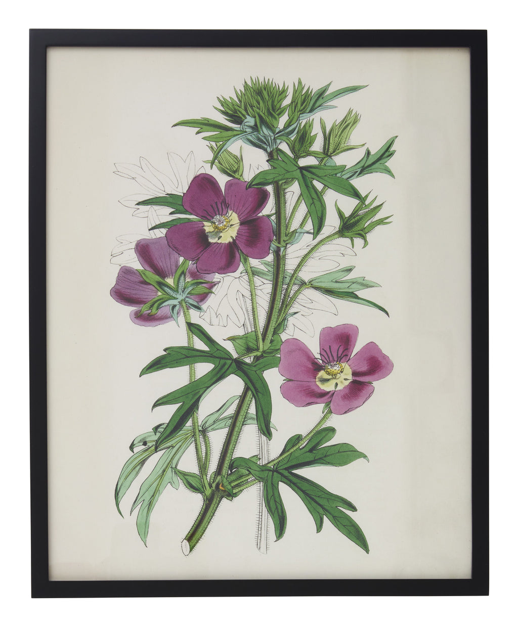 Jayson Home - Vintage Malva Involucrata Botanical Print