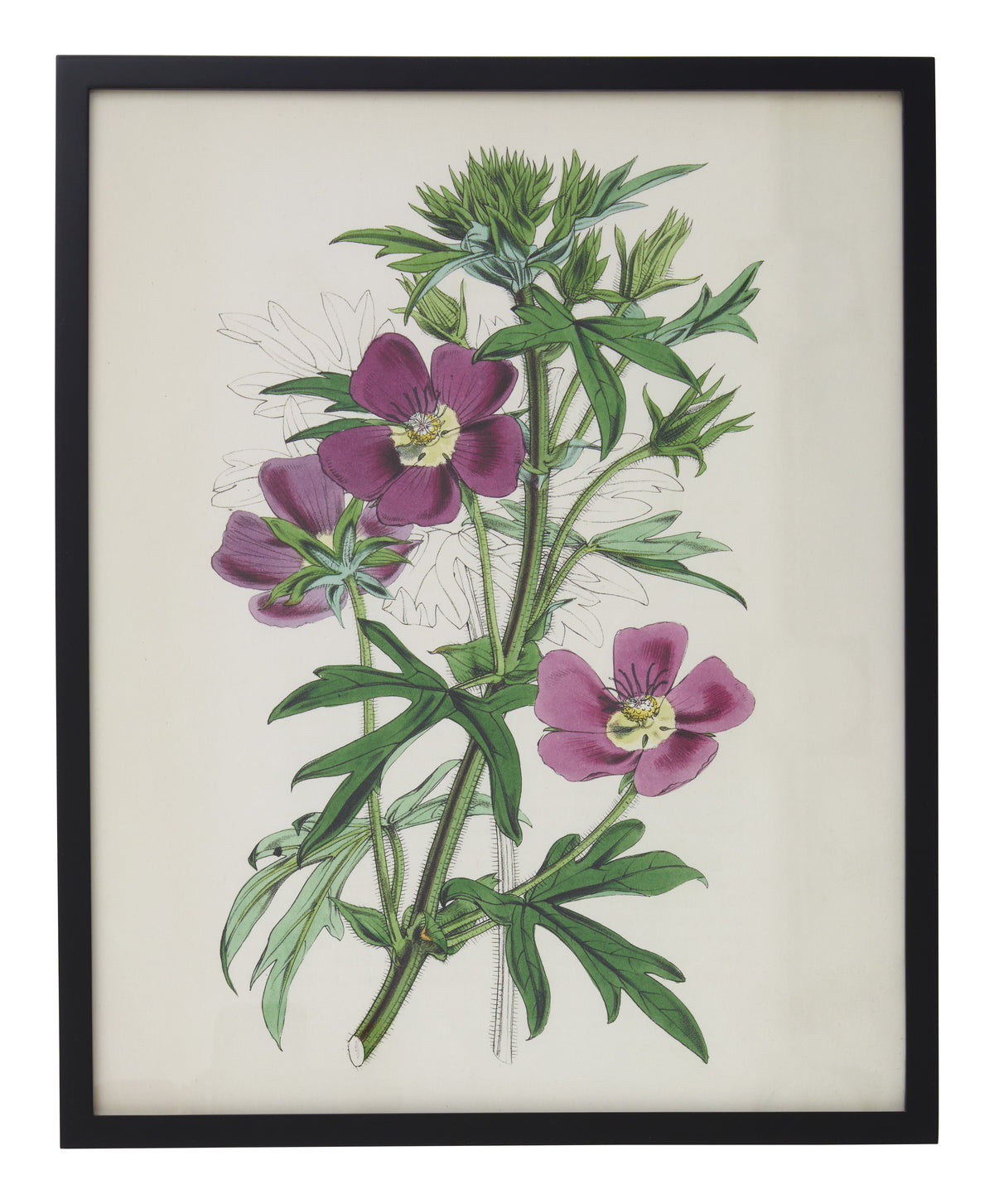 Jayson Home - Vintage Malva Involucrata Botanical Print