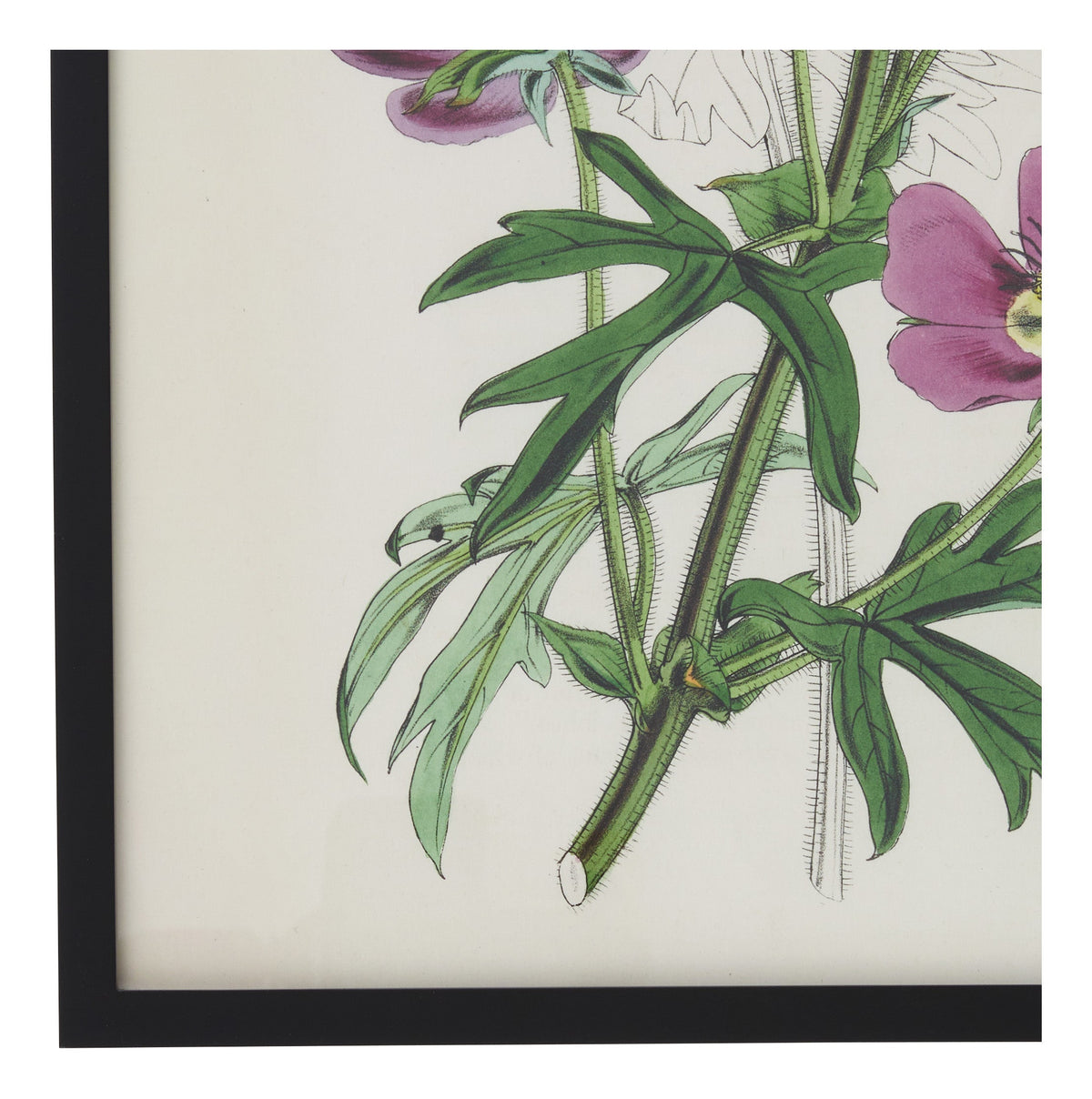 Jayson Home - Vintage Malva Involucrata Botanical Print