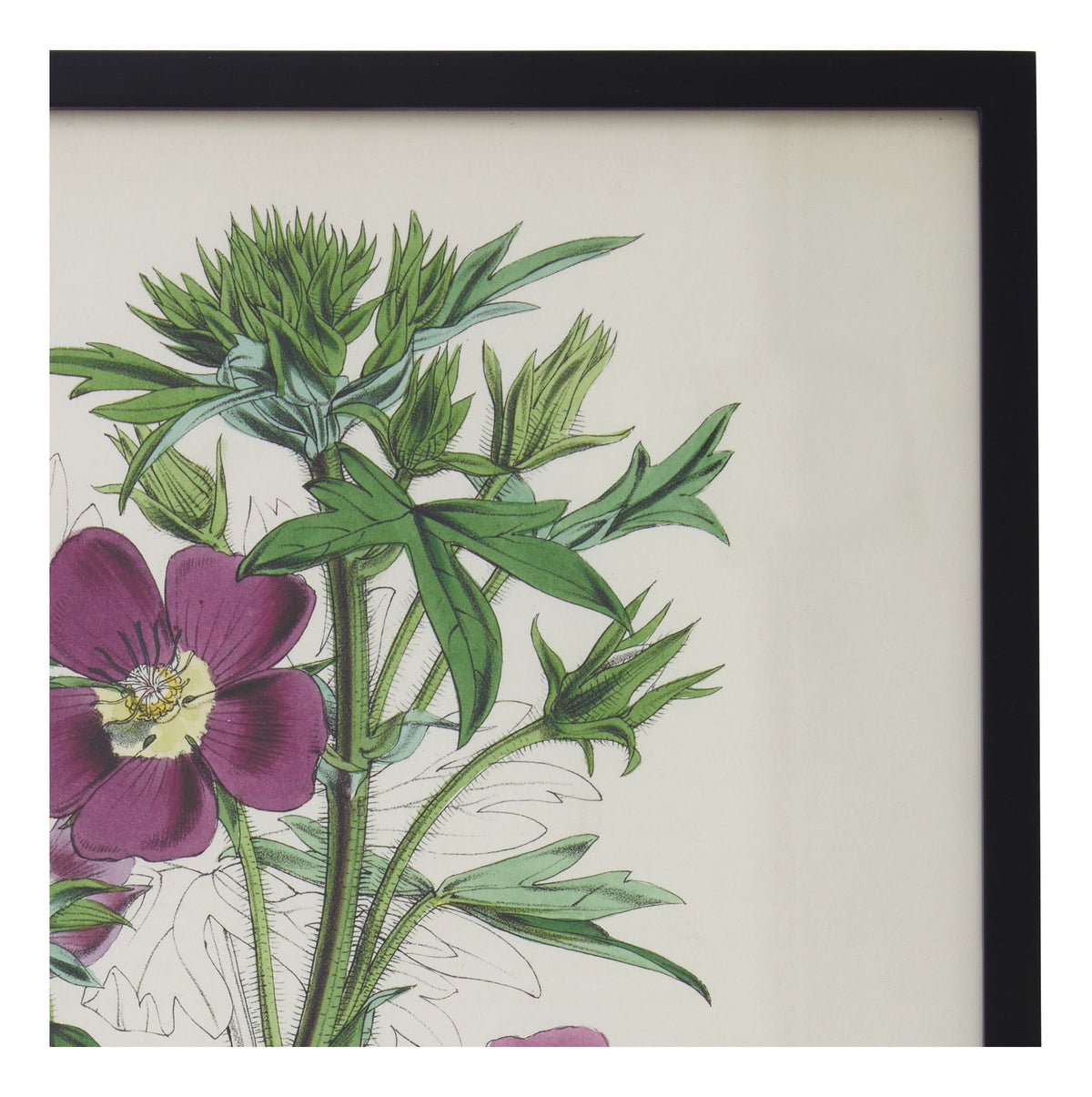 Jayson Home - Vintage Malva Involucrata Botanical Print