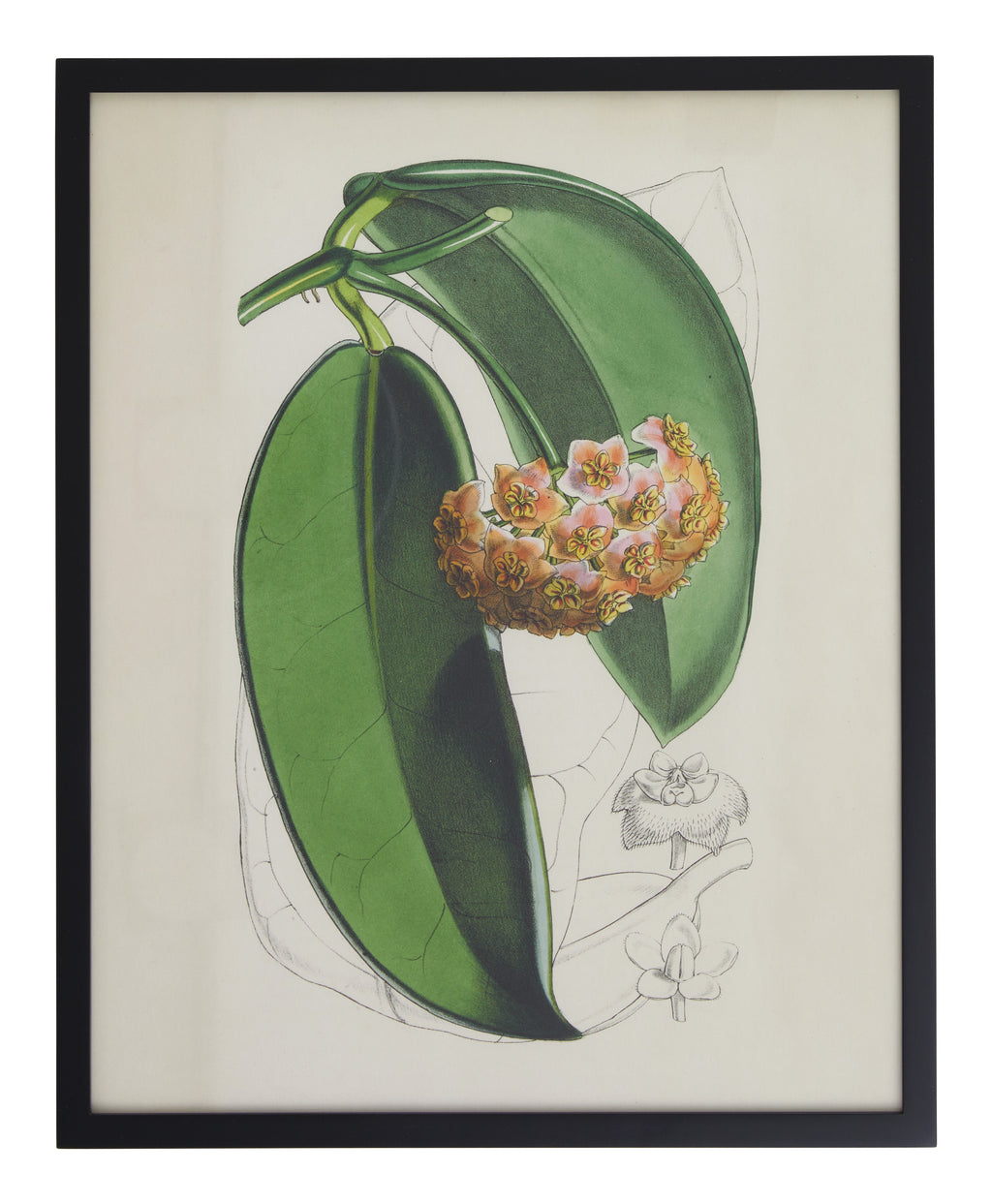 Jayson Home - Vintage Hoya Fraterna Botanical Print