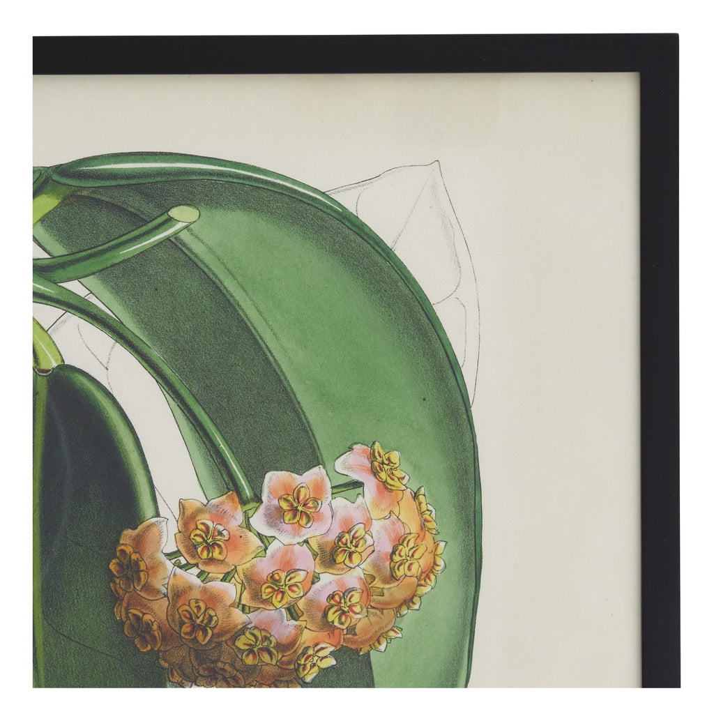 Jayson Home - Vintage Hoya Fraterna Botanical Print