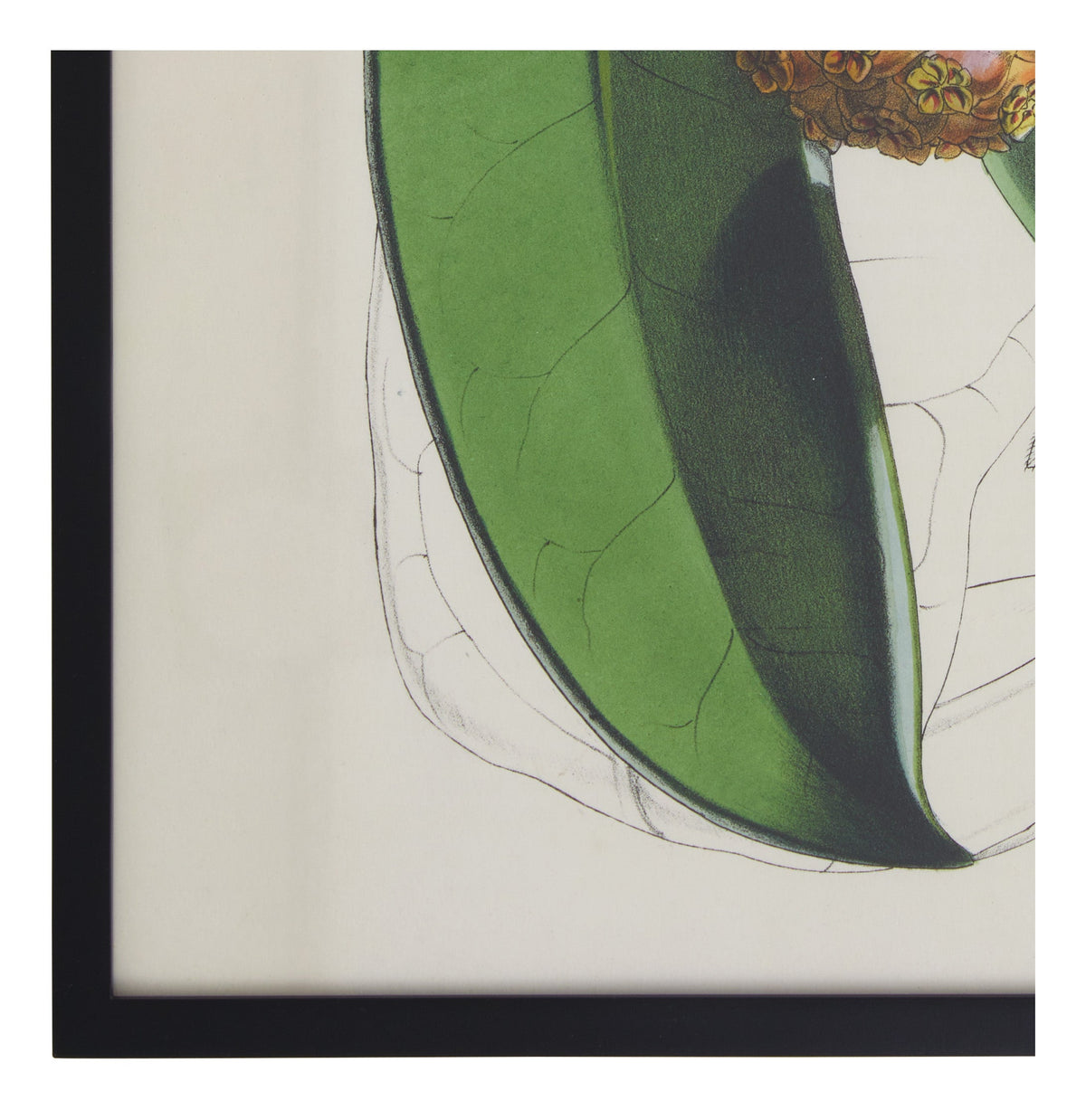 Jayson Home - Vintage Hoya Fraterna Botanical Print