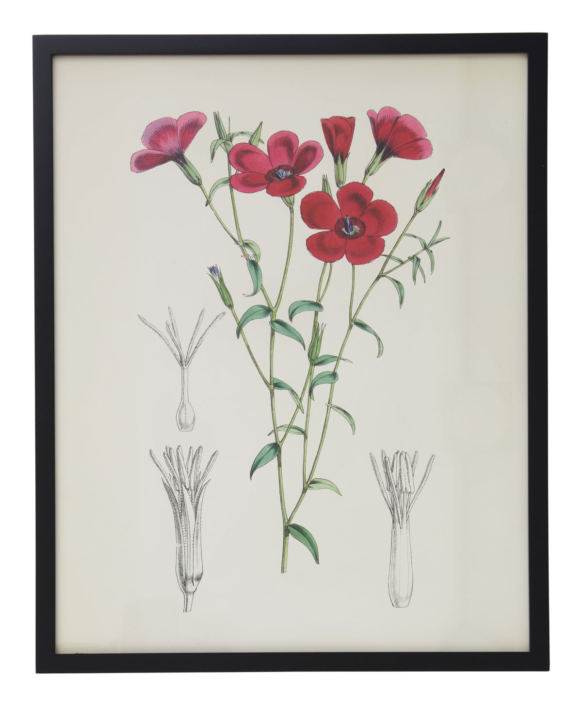 Jayson Home - Vintage Linum Grandiflorum Botanical Print