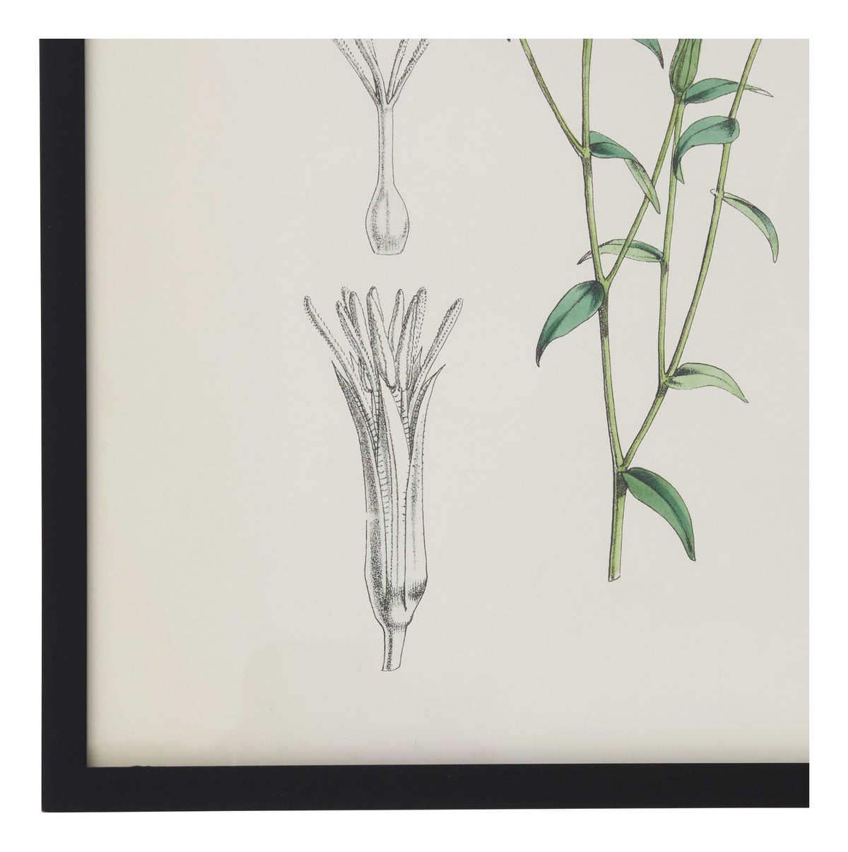 Jayson Home - Vintage Linum Grandiflorum Botanical Print