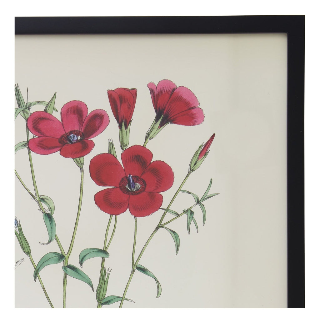 Jayson Home - Vintage Linum Grandiflorum Botanical Print
