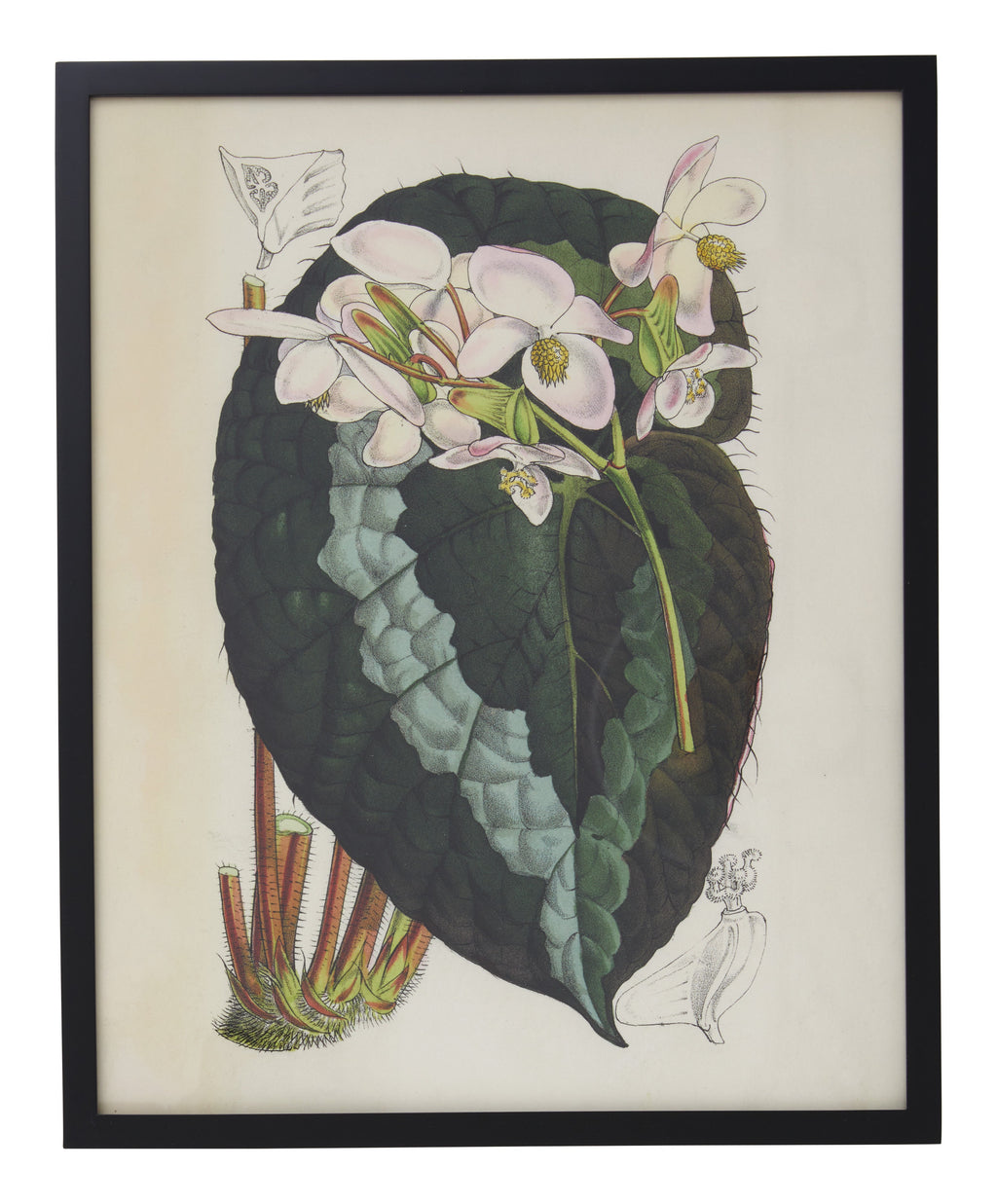 Jayson Home - Vintage Begonia Rex Botanical Print
