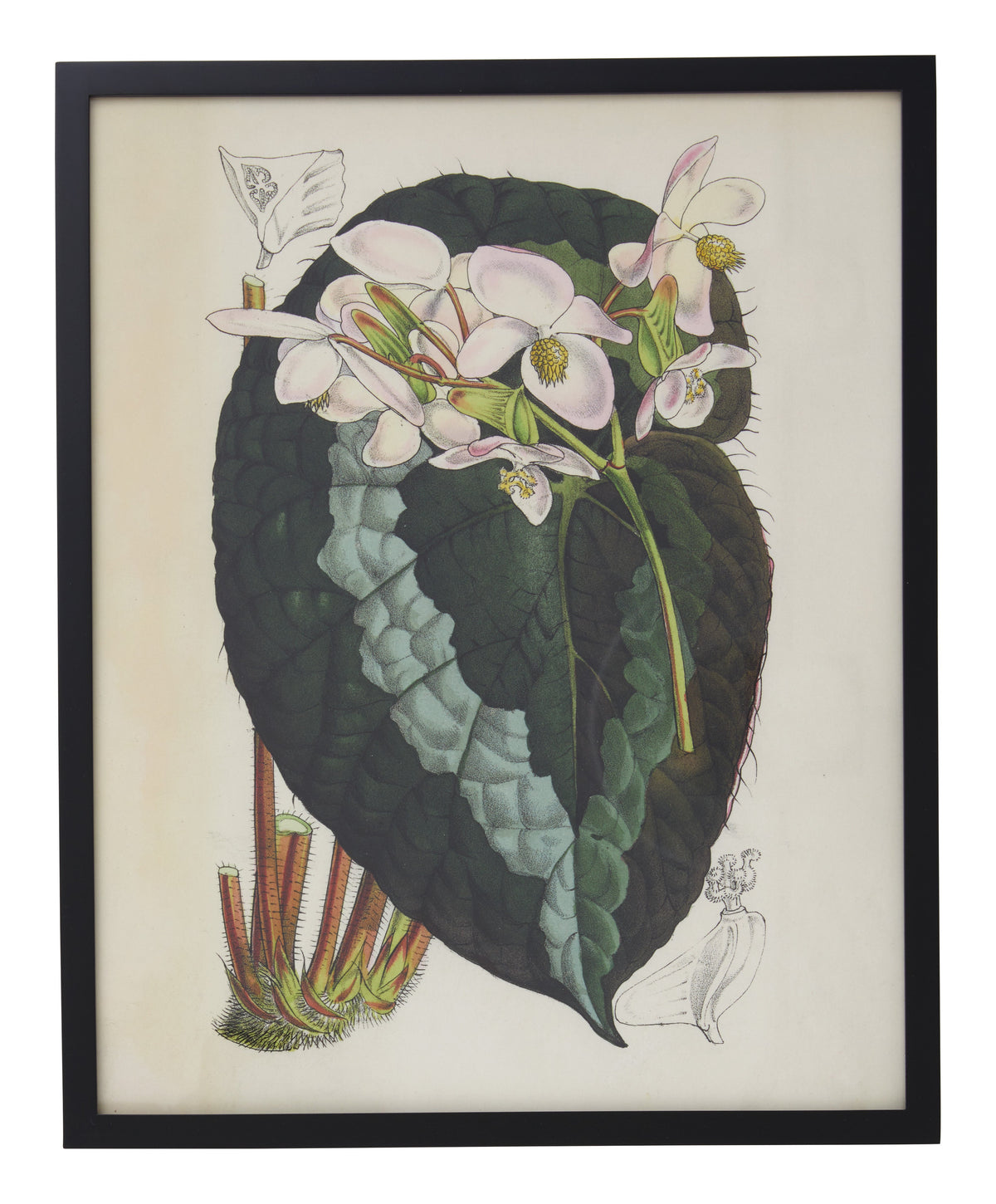 Jayson Home - Vintage Begonia Rex Botanical Print