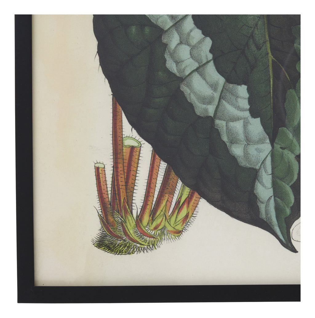 Jayson Home - Vintage Begonia Rex Botanical Print