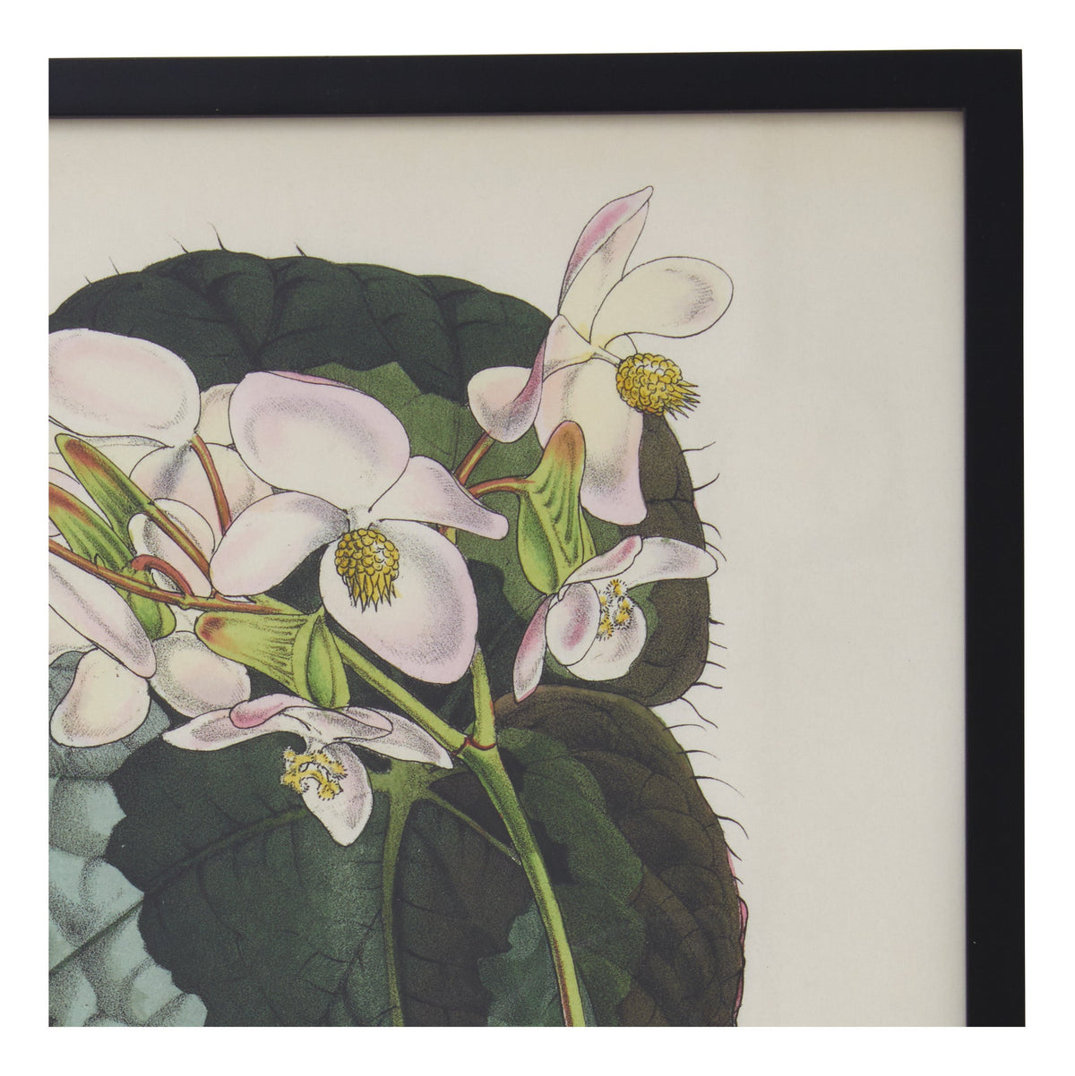 Jayson Home - Vintage Begonia Rex Botanical Print