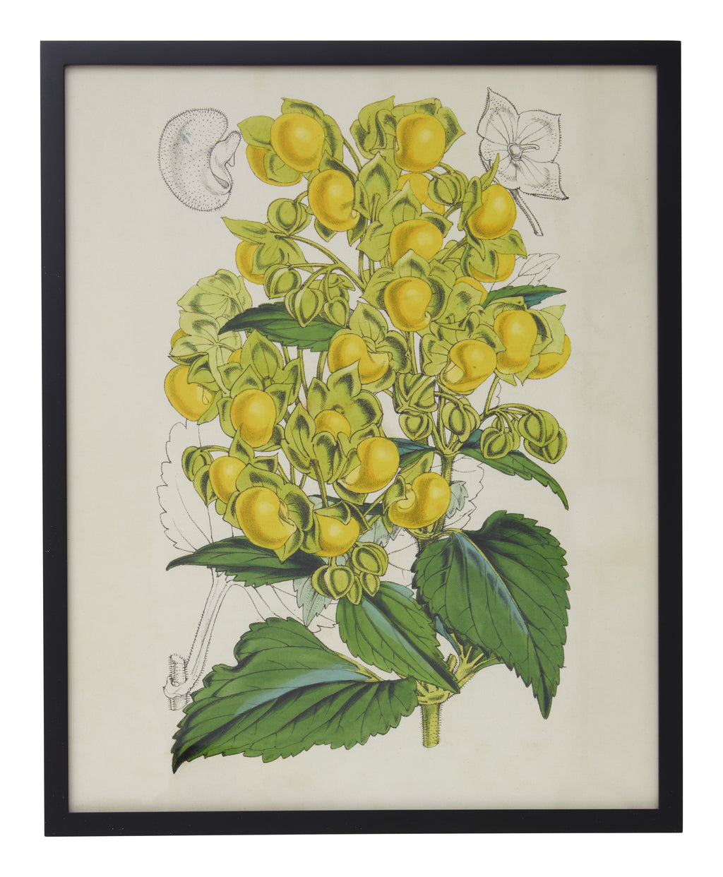 Jayson Home - Vintage Calceolaria Flexuosa Botanical Print
