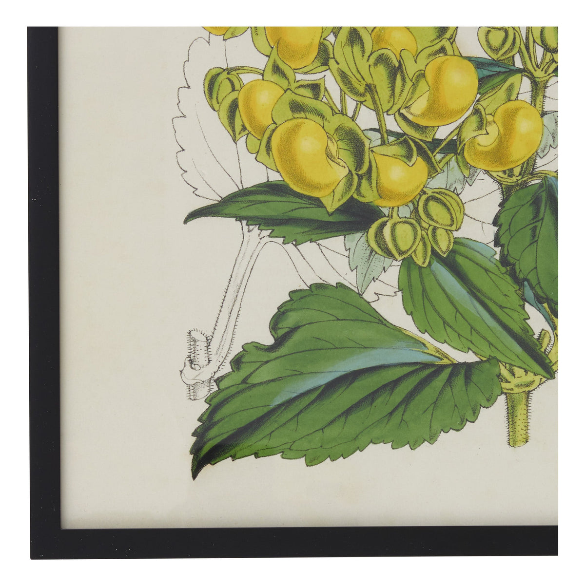 Jayson Home - Vintage Calceolaria Flexuosa Botanical Print