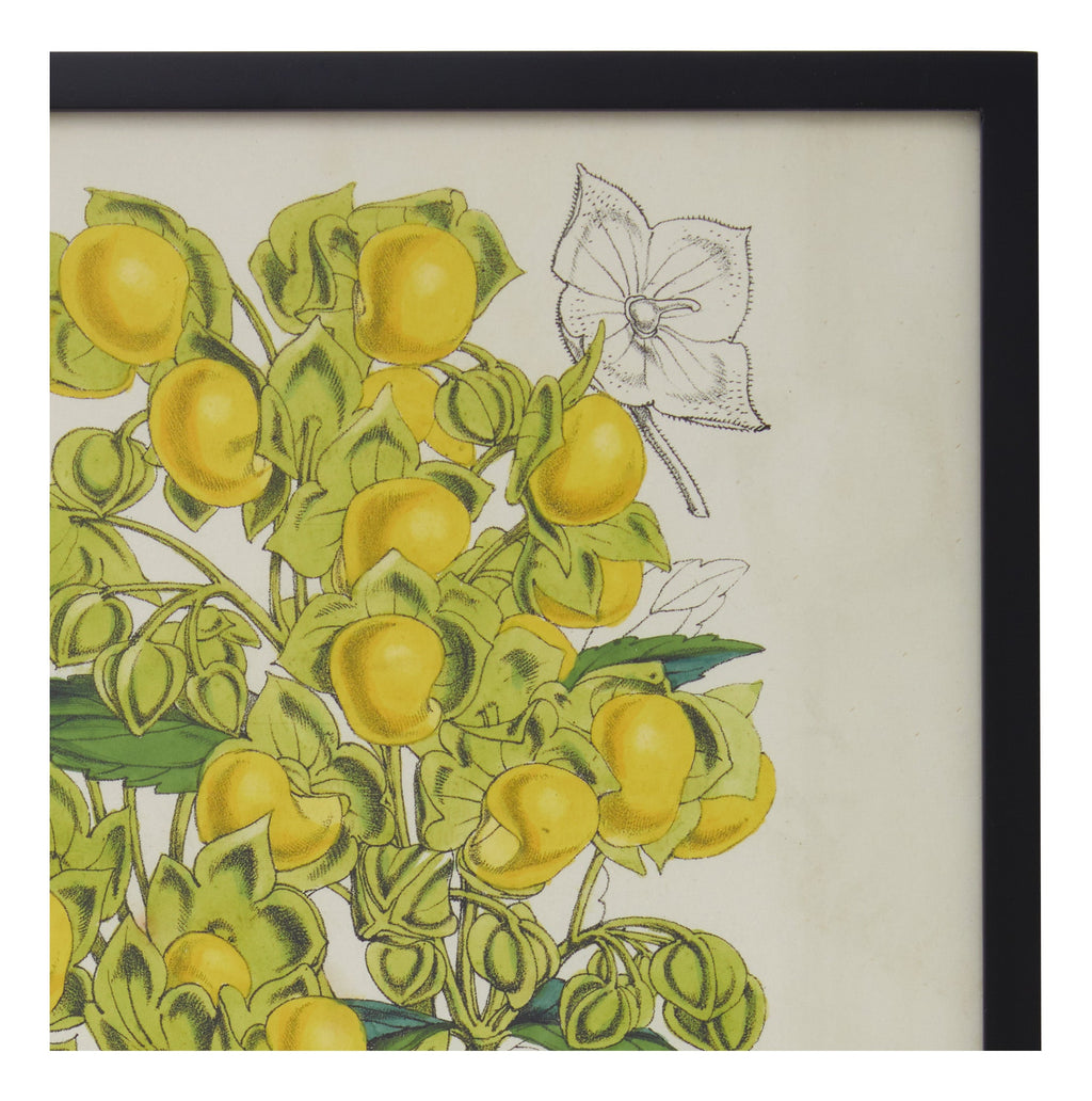 Jayson Home - Vintage Calceolaria Flexuosa Botanical Print