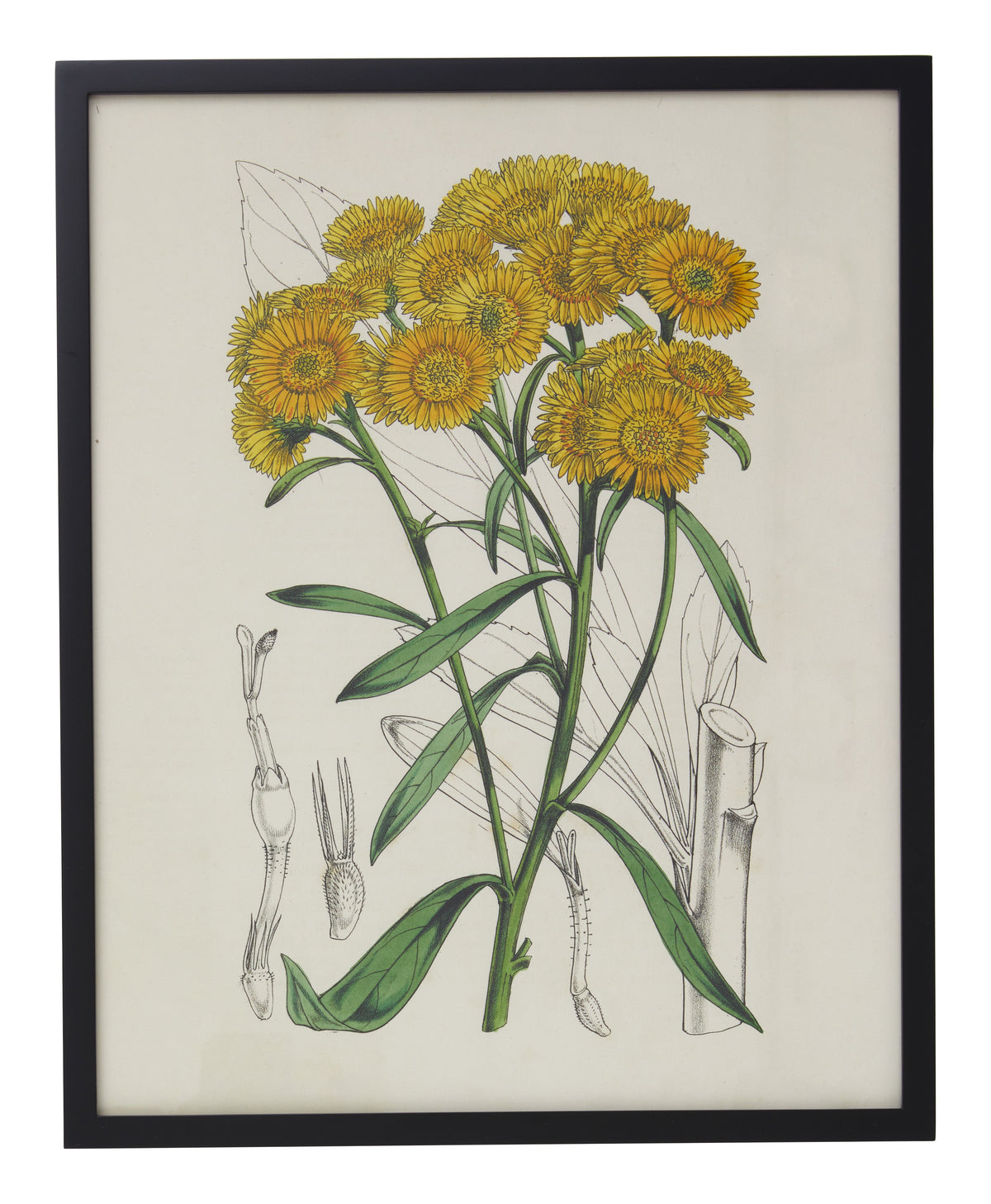 Jayson Home - Vintage Gutierrezia Gymnospermoides Botanical Print