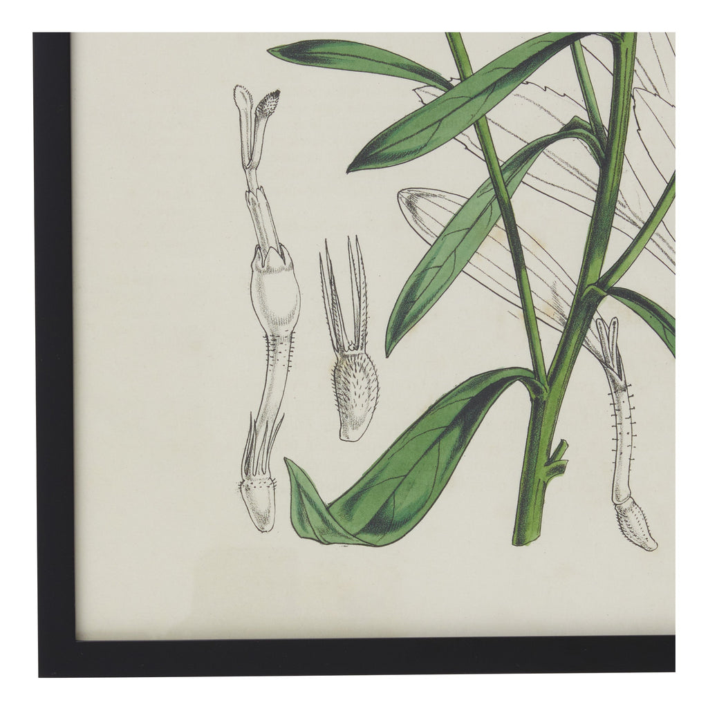 Jayson Home - Vintage Gutierrezia Gymnospermoides Botanical Print