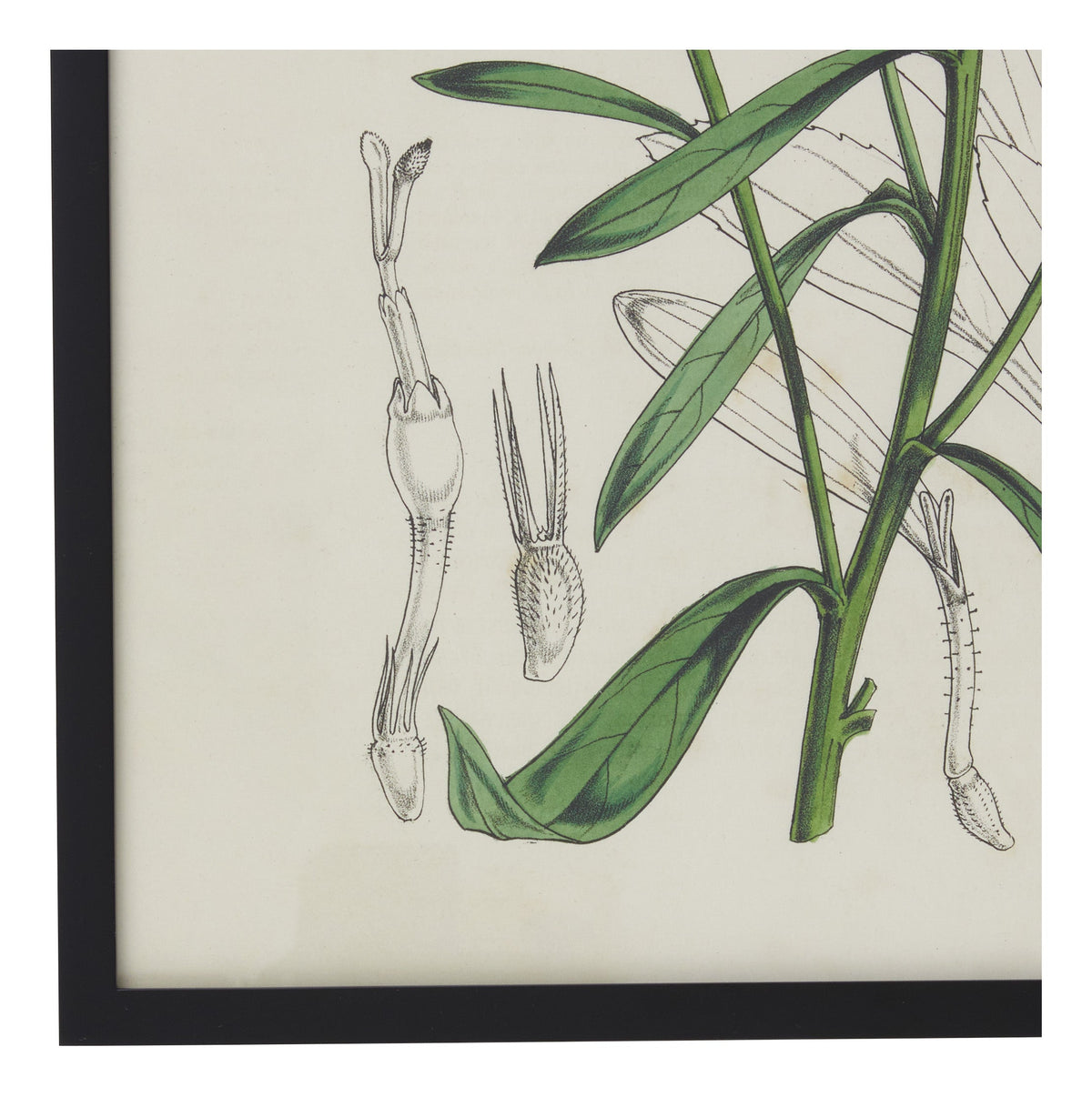 Jayson Home - Vintage Gutierrezia Gymnospermoides Botanical Print