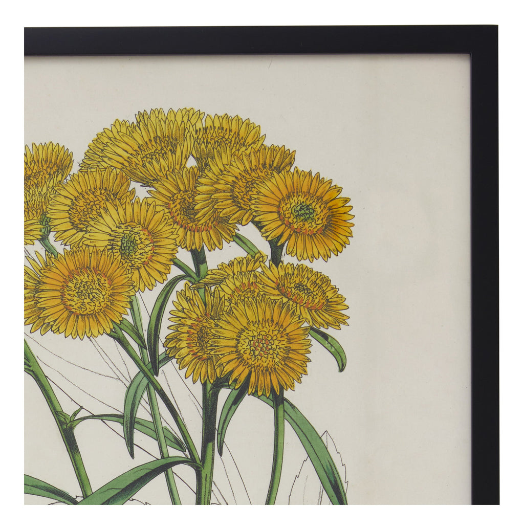 Jayson Home - Vintage Gutierrezia Gymnospermoides Botanical Print
