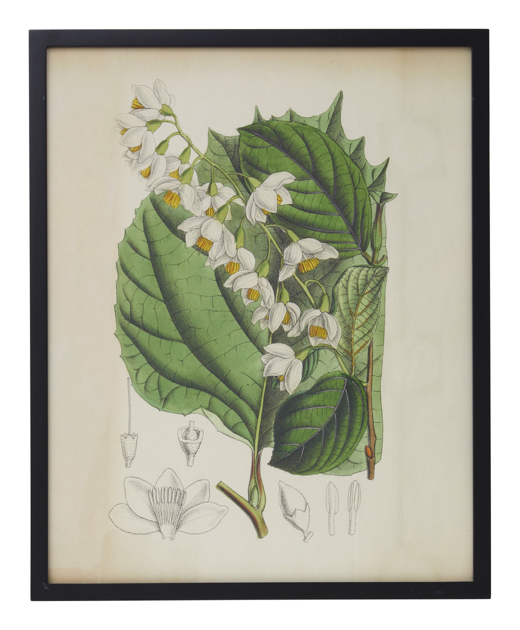 Jayson Home - Vintage Styrax Obassia Botanical Print