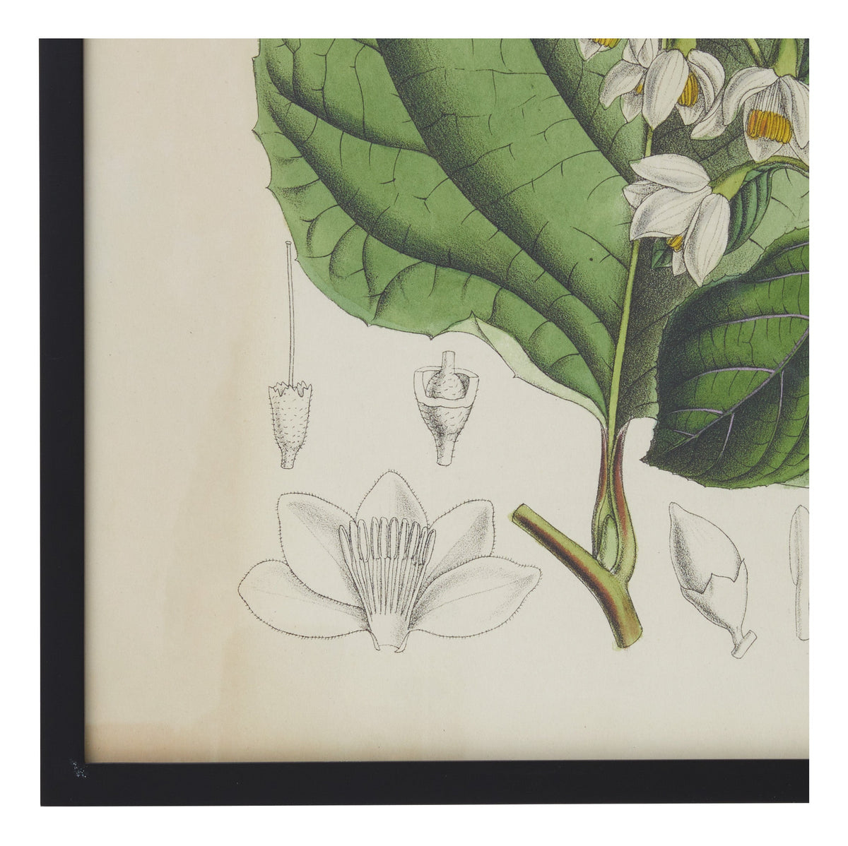 Jayson Home - Vintage Styrax Obassia Botanical Print