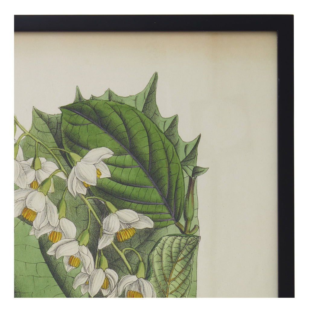 Jayson Home - Vintage Styrax Obassia Botanical Print