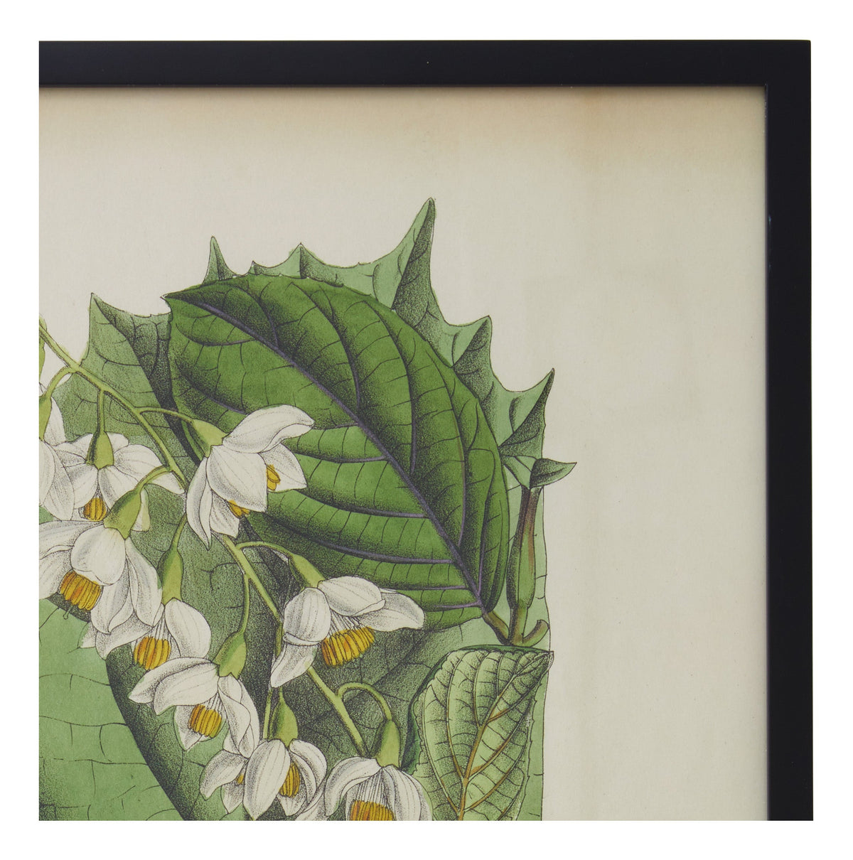 Jayson Home - Vintage Styrax Obassia Botanical Print
