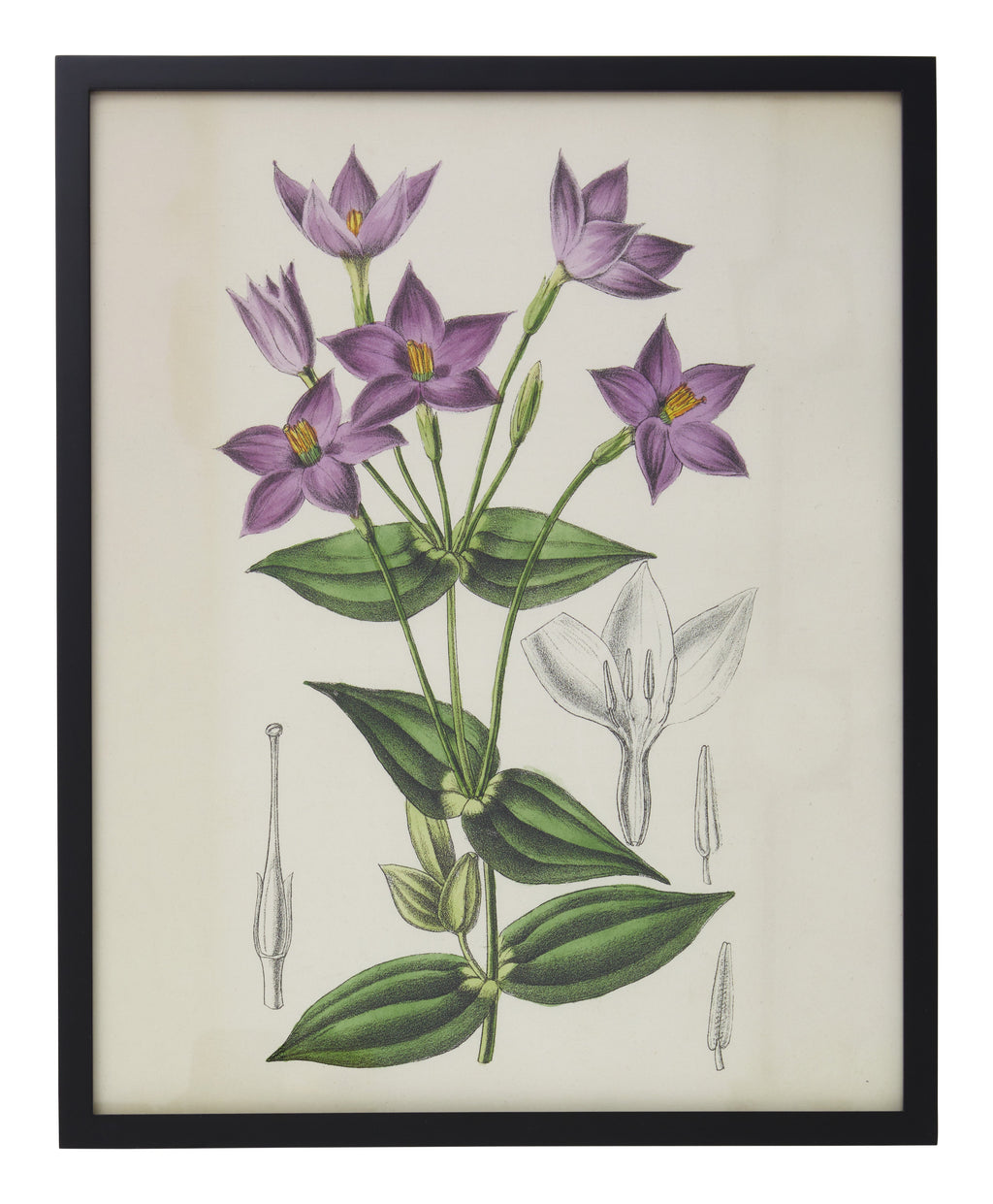Jayson Home - Vintage Chironia Peduncularis Botanical Print