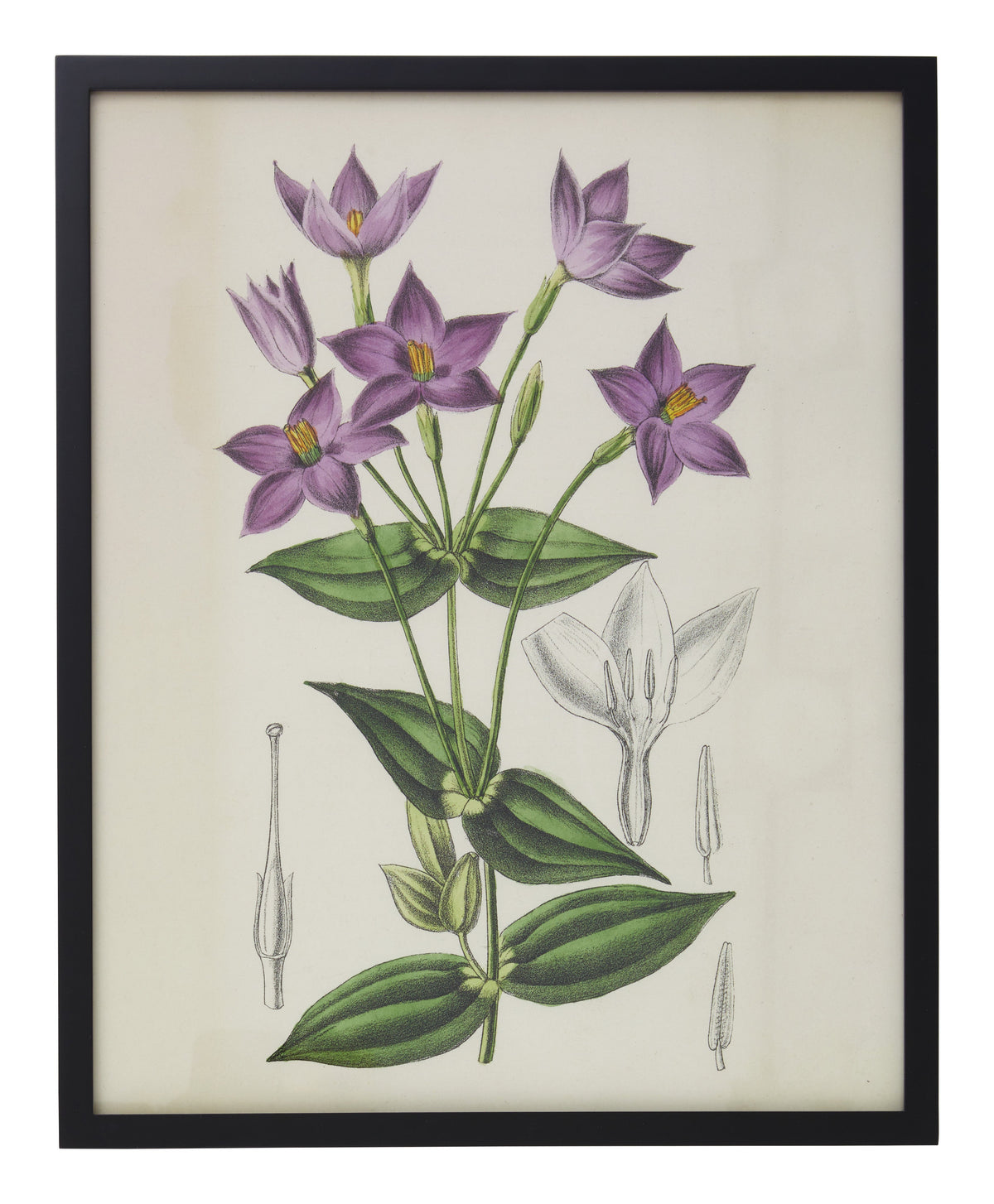 Jayson Home - Vintage Chironia Peduncularis Botanical Print