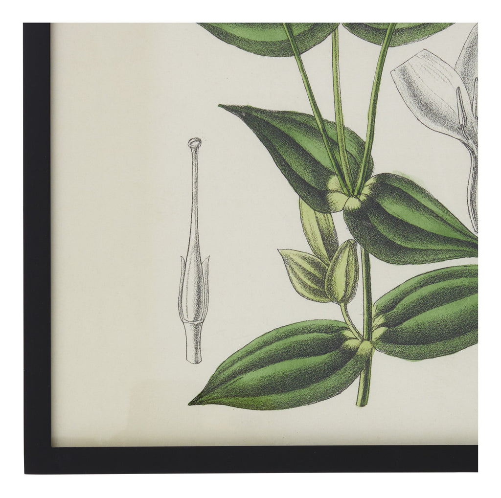 Jayson Home - Vintage Chironia Peduncularis Botanical Print