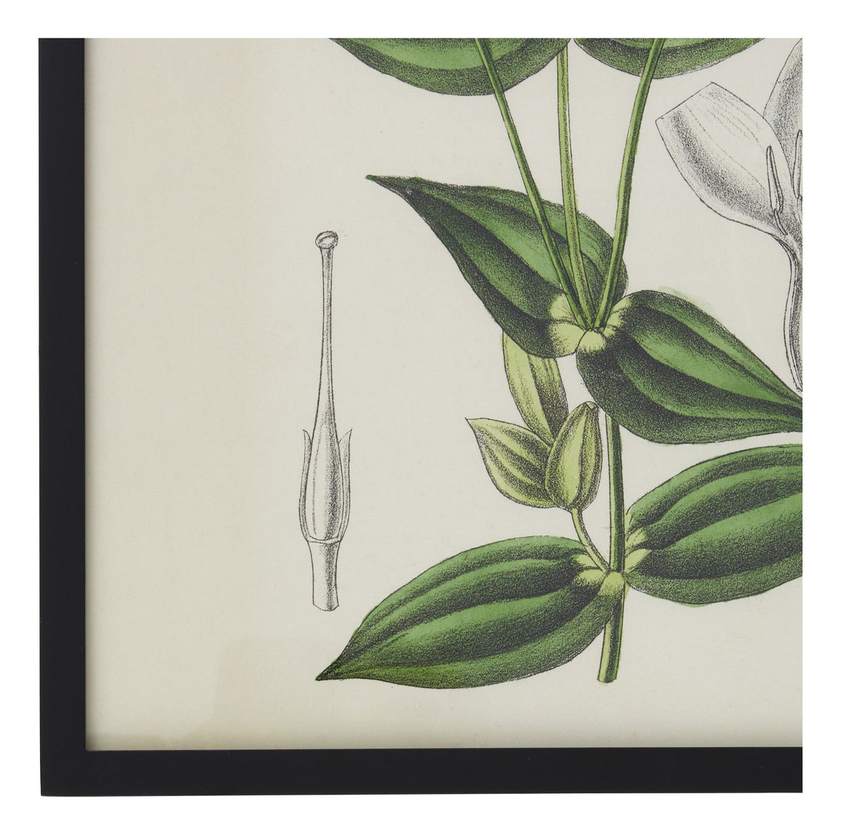 Jayson Home - Vintage Chironia Peduncularis Botanical Print