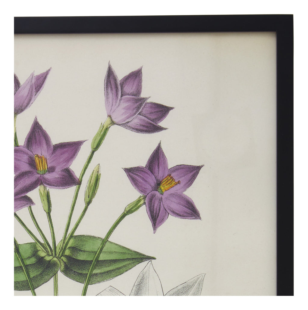 Jayson Home - Vintage Chironia Peduncularis Botanical Print
