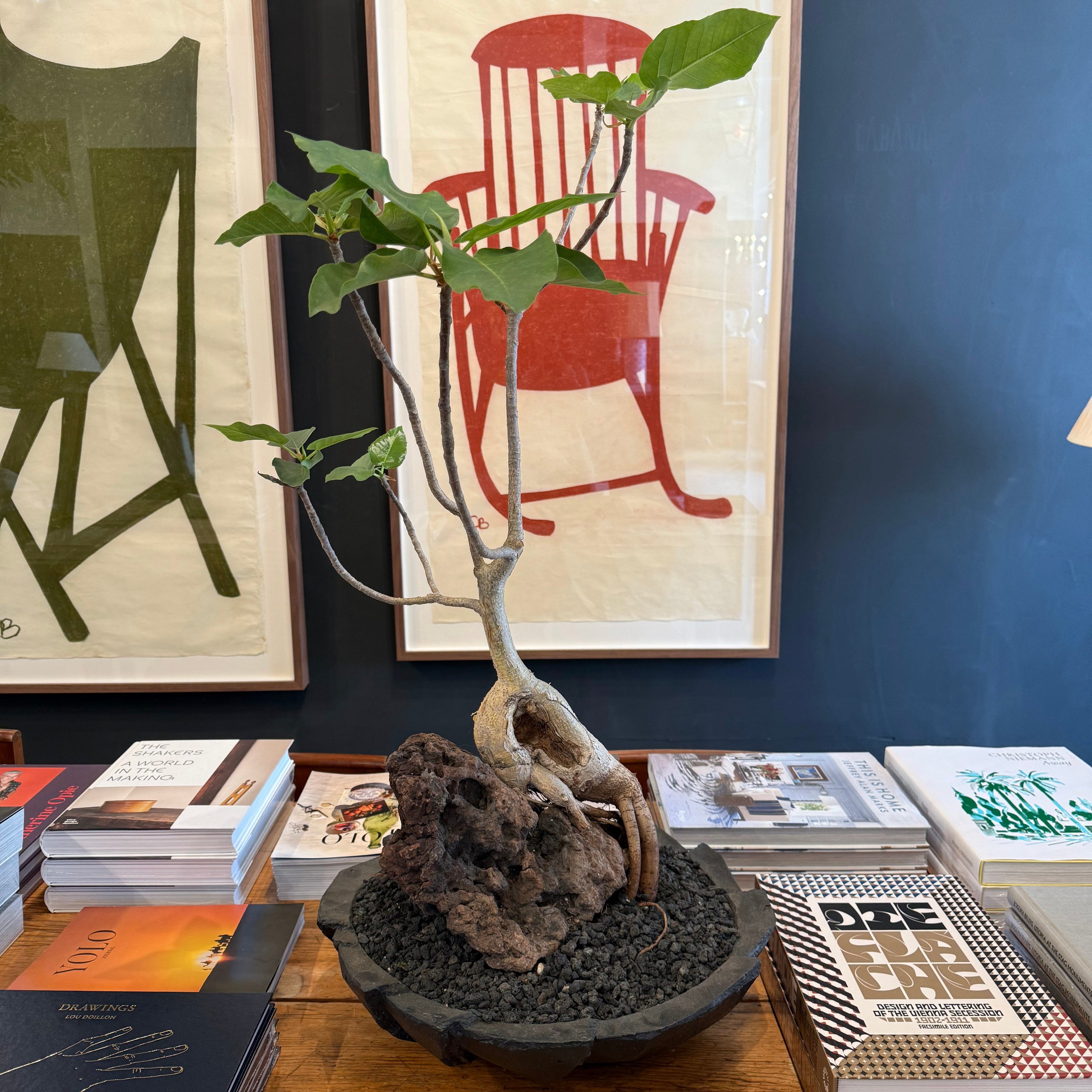 Nicky Kehoe - Ficus Palmeri over Rock in Jonathan Cross Bronze Bowl