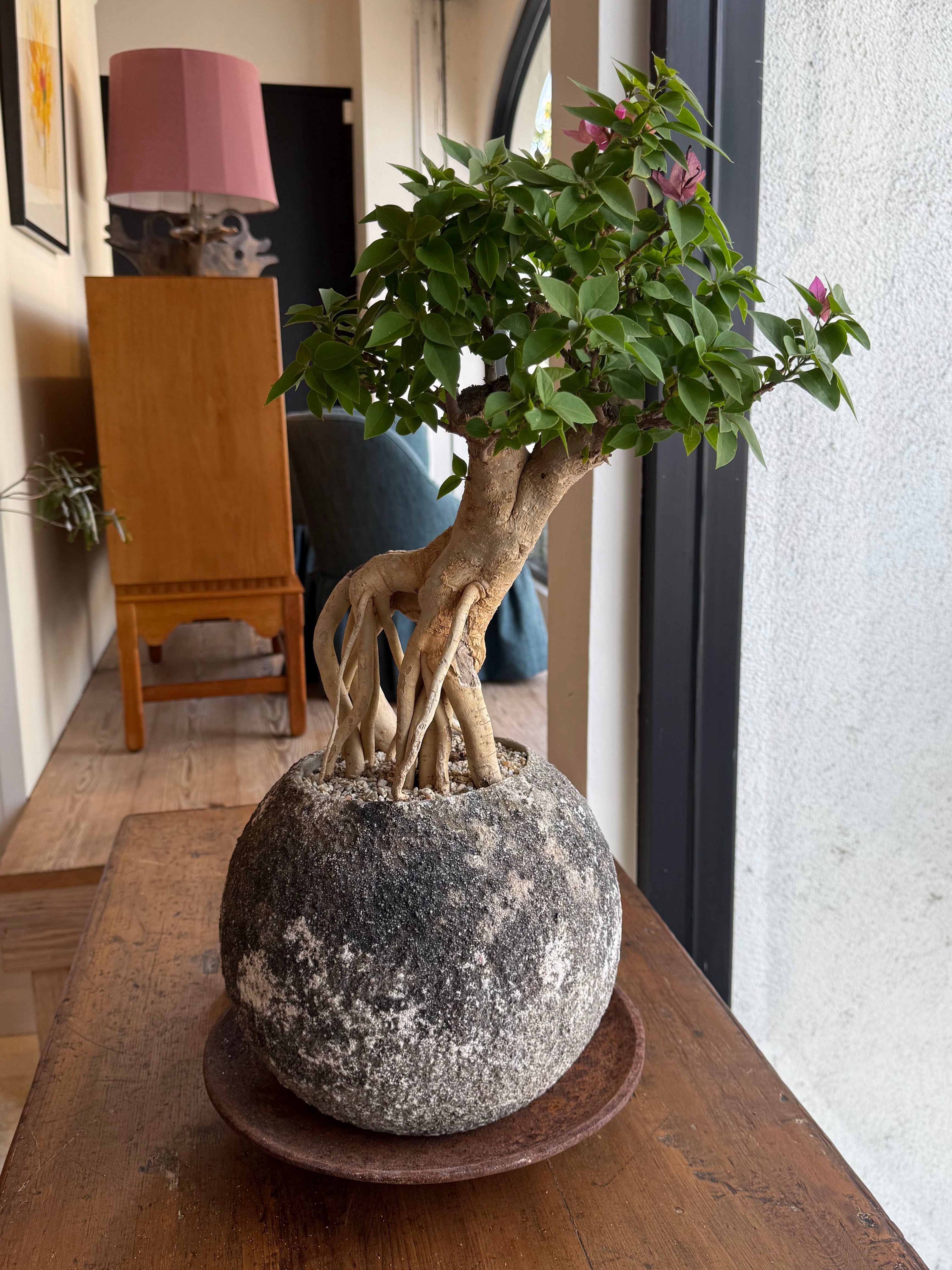 Nicky Kehoe - Bougainvillea Spectabilis Bonsai in Vintage French Concrete Ball Planter
