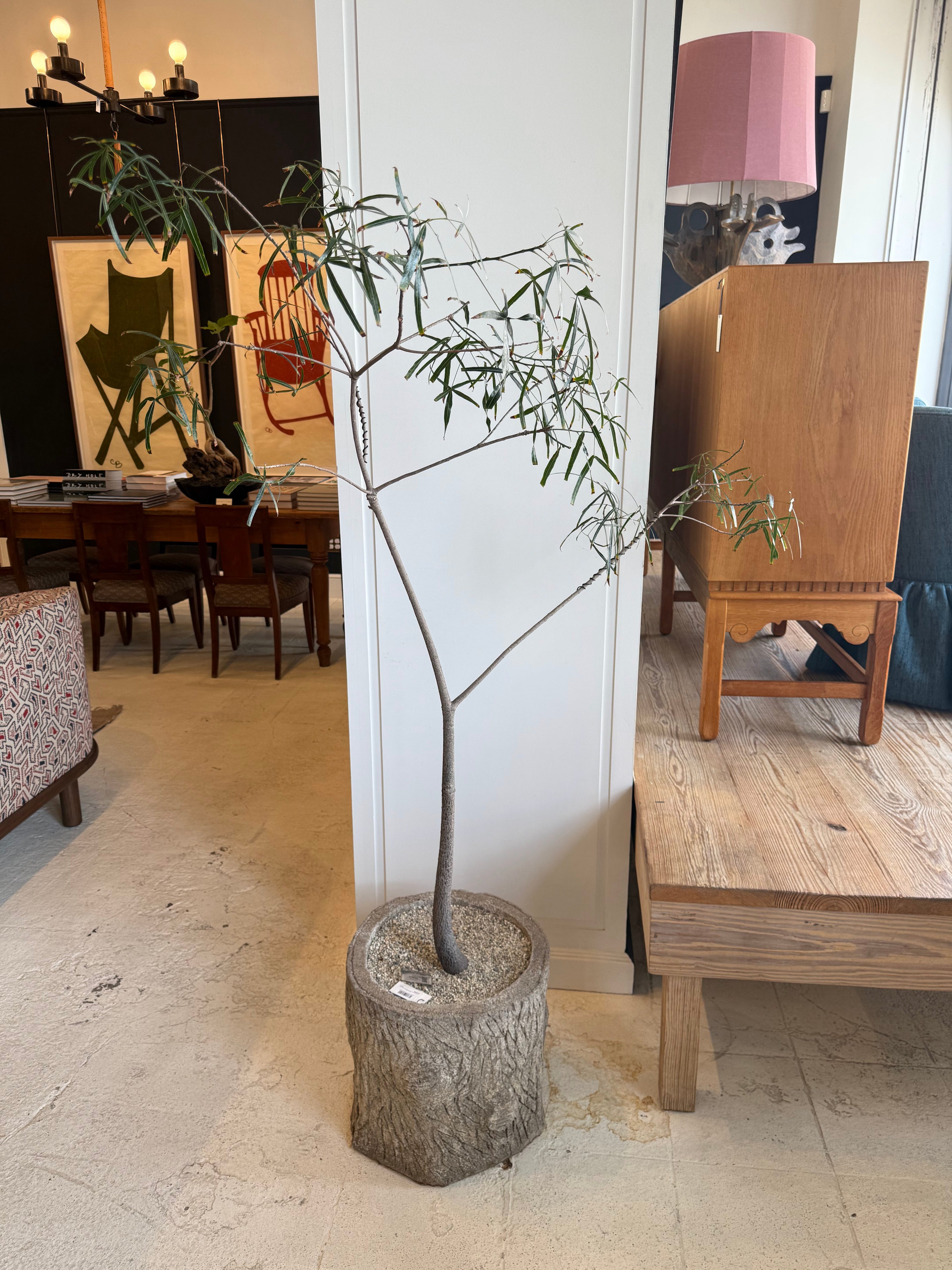 Nicky Kehoe - Sculptural Brachychiton in Antique French Foi Bois Planter
