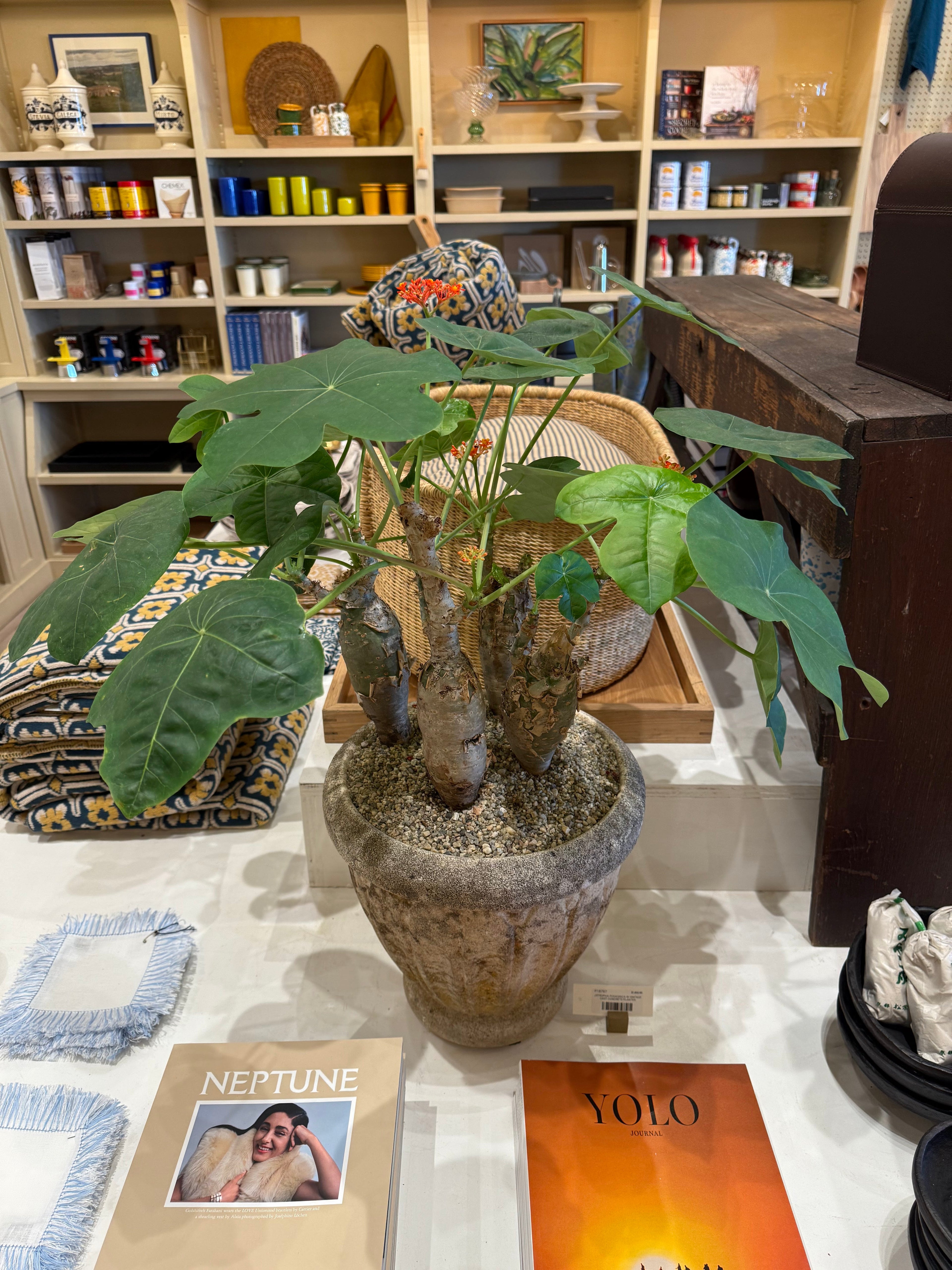 Nicky Kehoe - Jatropha Podagrica in Vintage Cast Concrete Planter
